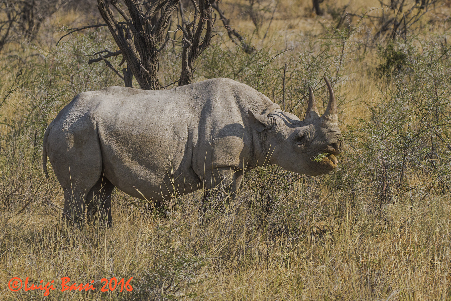 Rinoceronte Nero - Namibia 2016