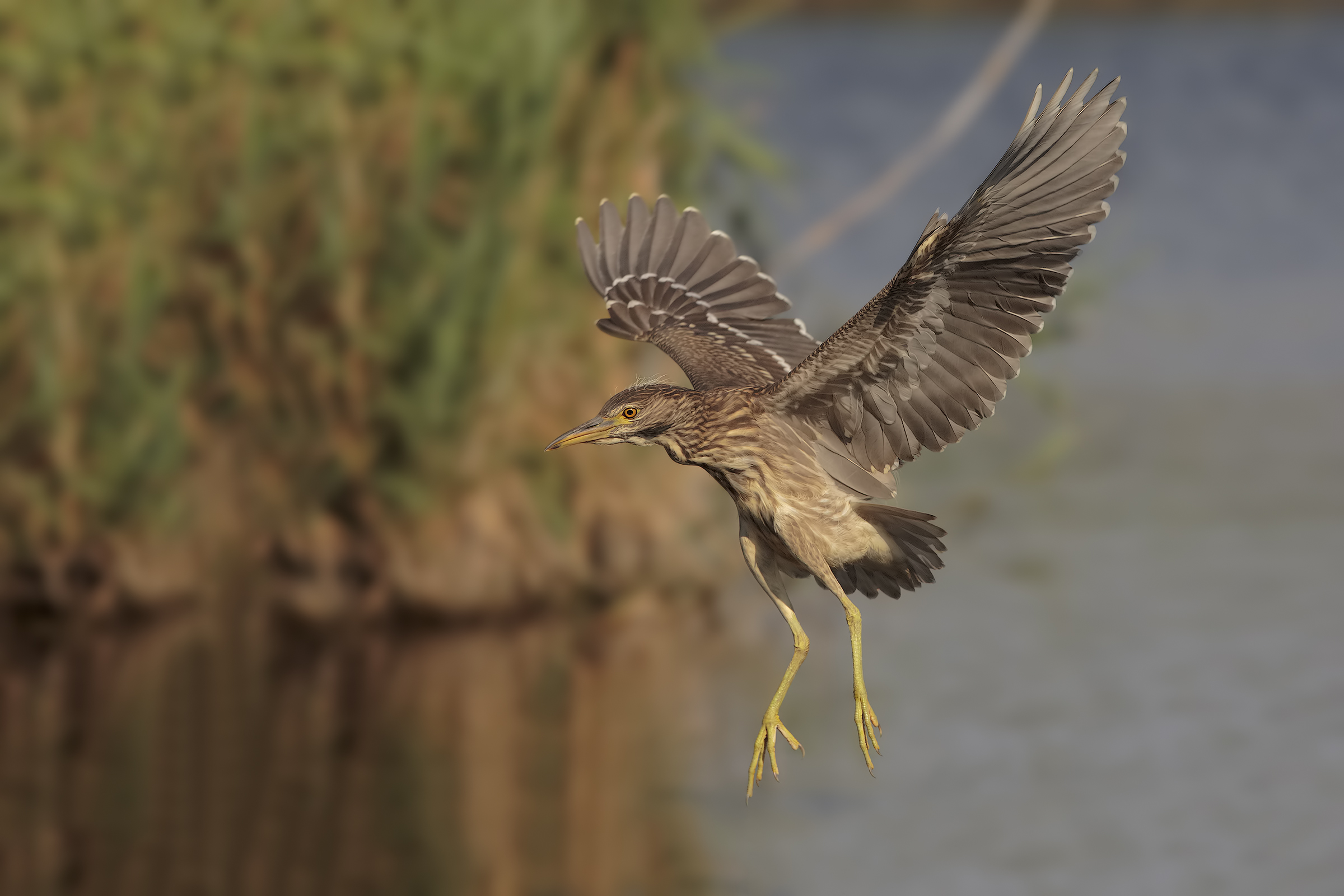 Night Heron