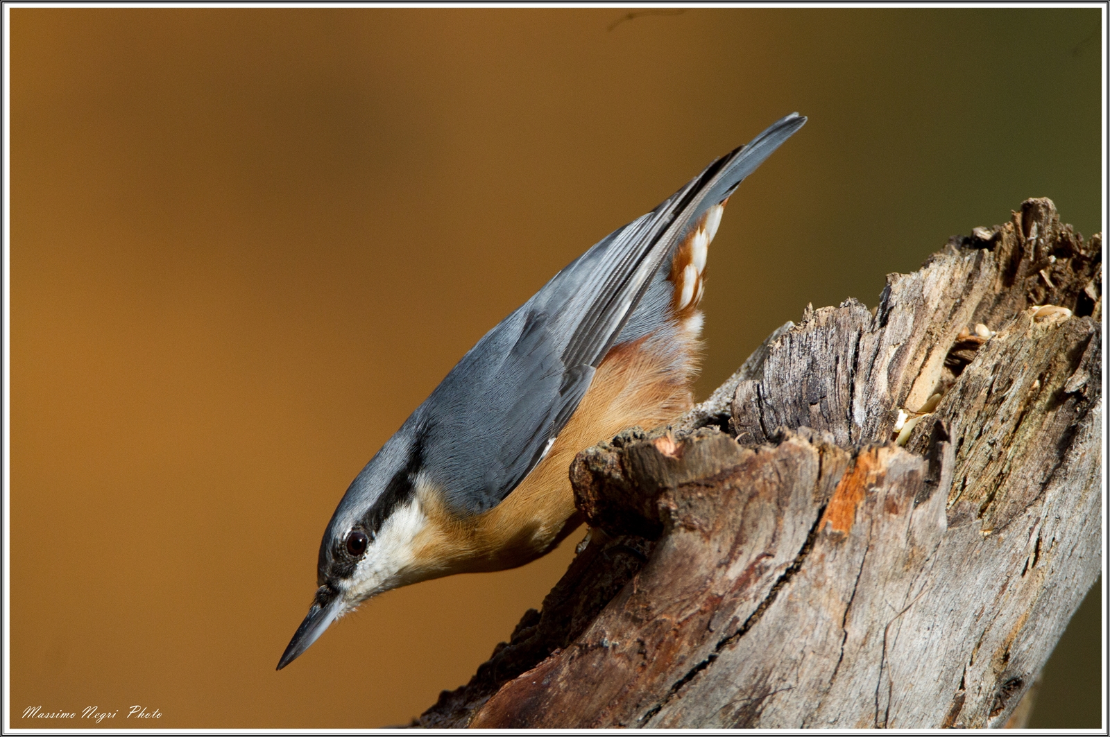 picchio in picchiata