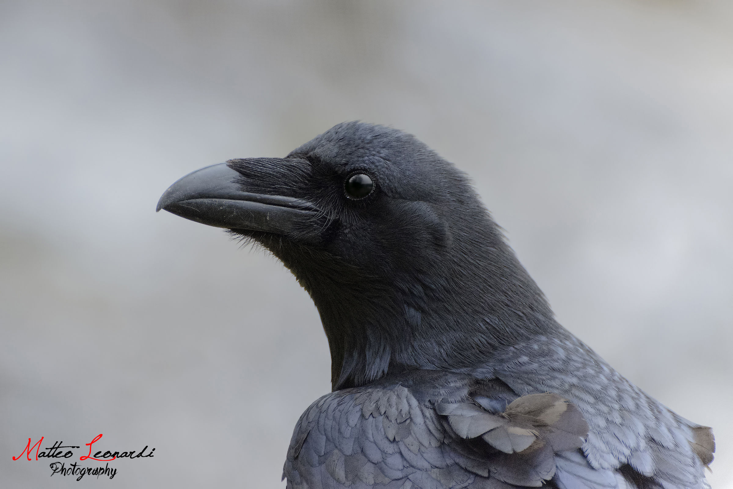 Portrait of Raven - Apuan Alps