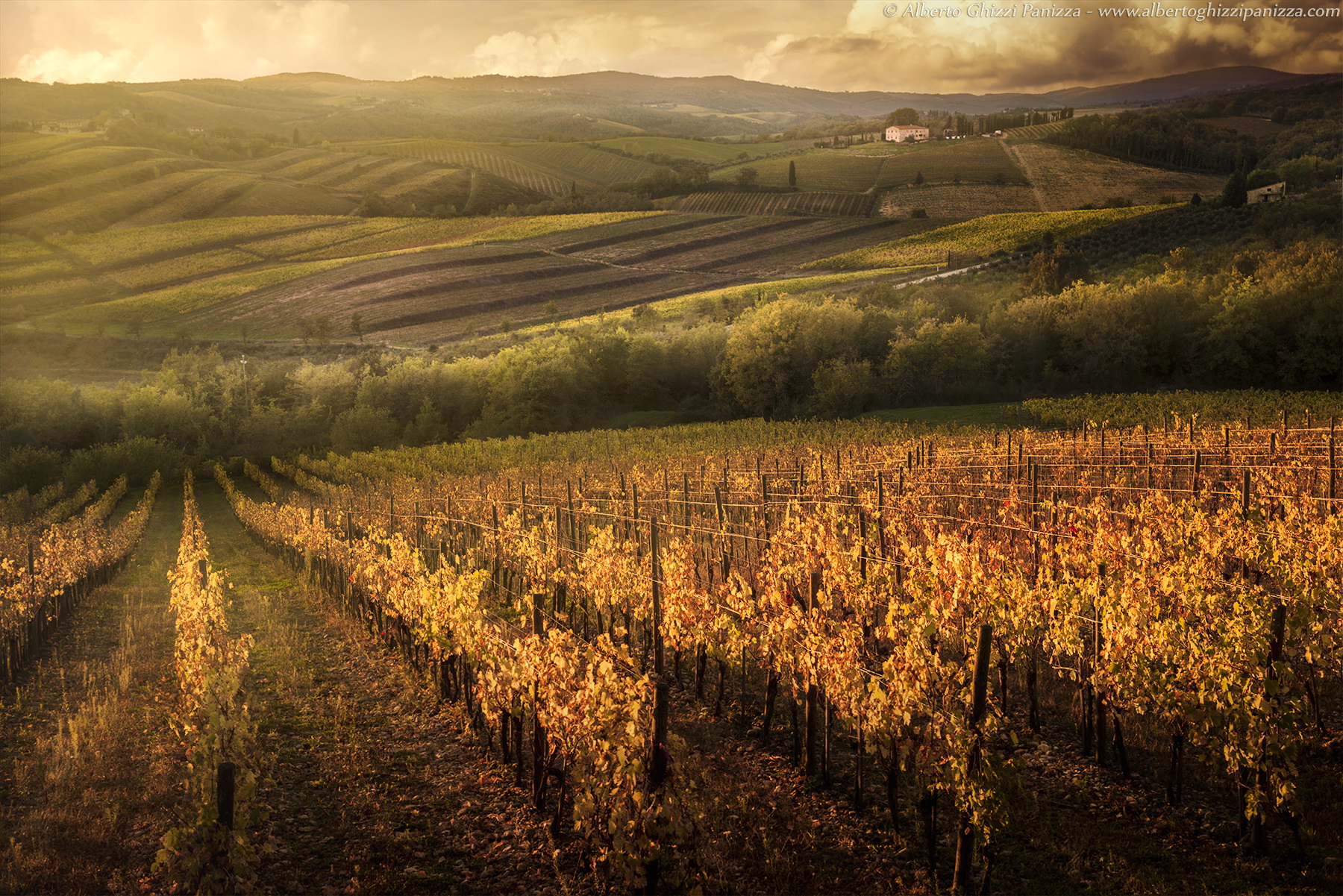 Le ultime luci sui filari