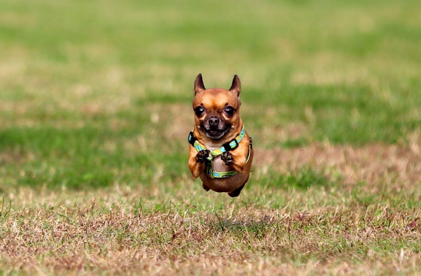 Puffetto triplo salto in lungo...