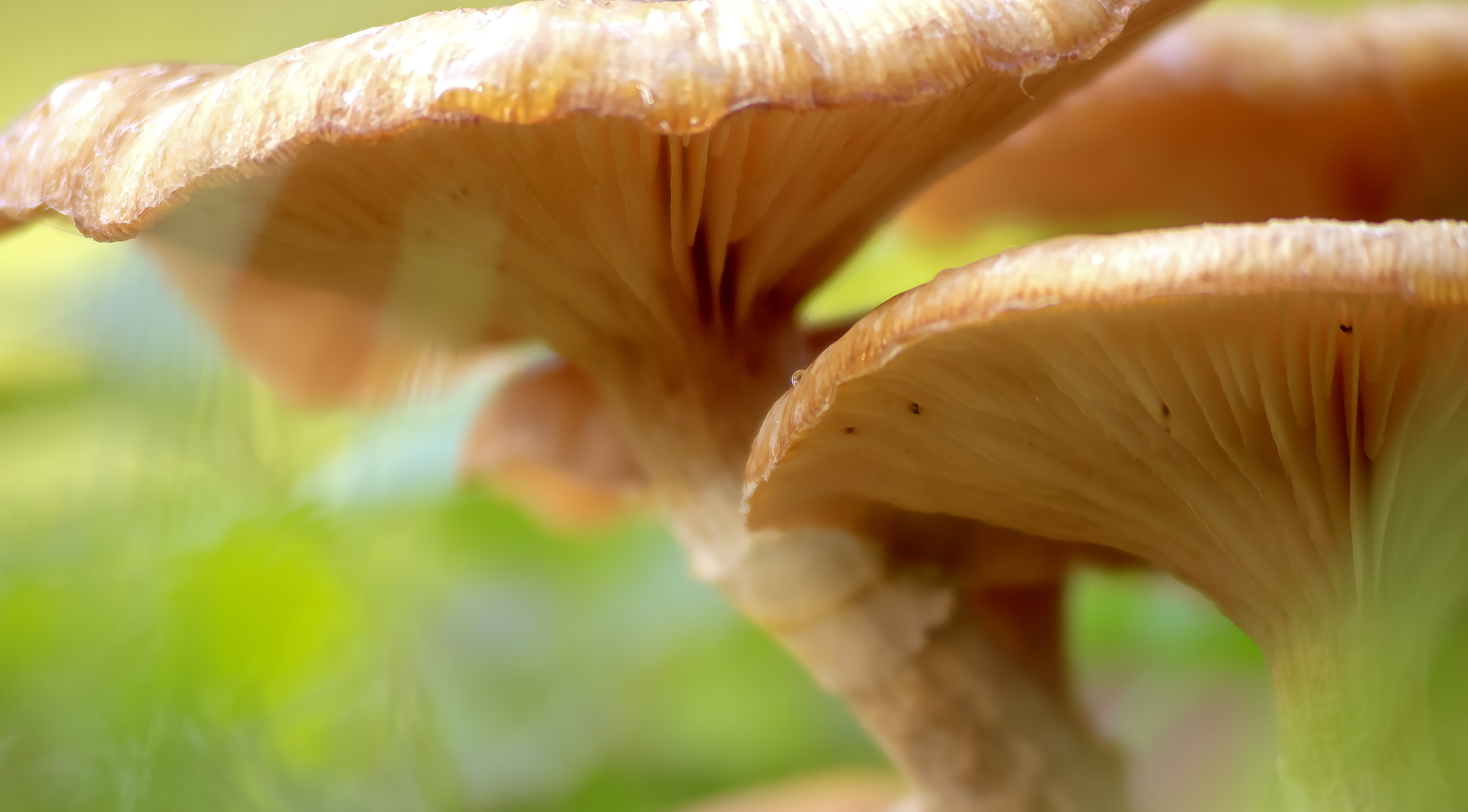 Mastodons from the planet Fungi