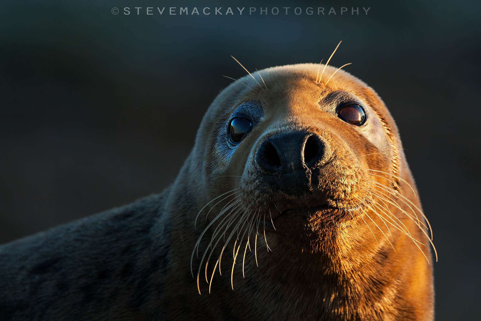 Grey Seal