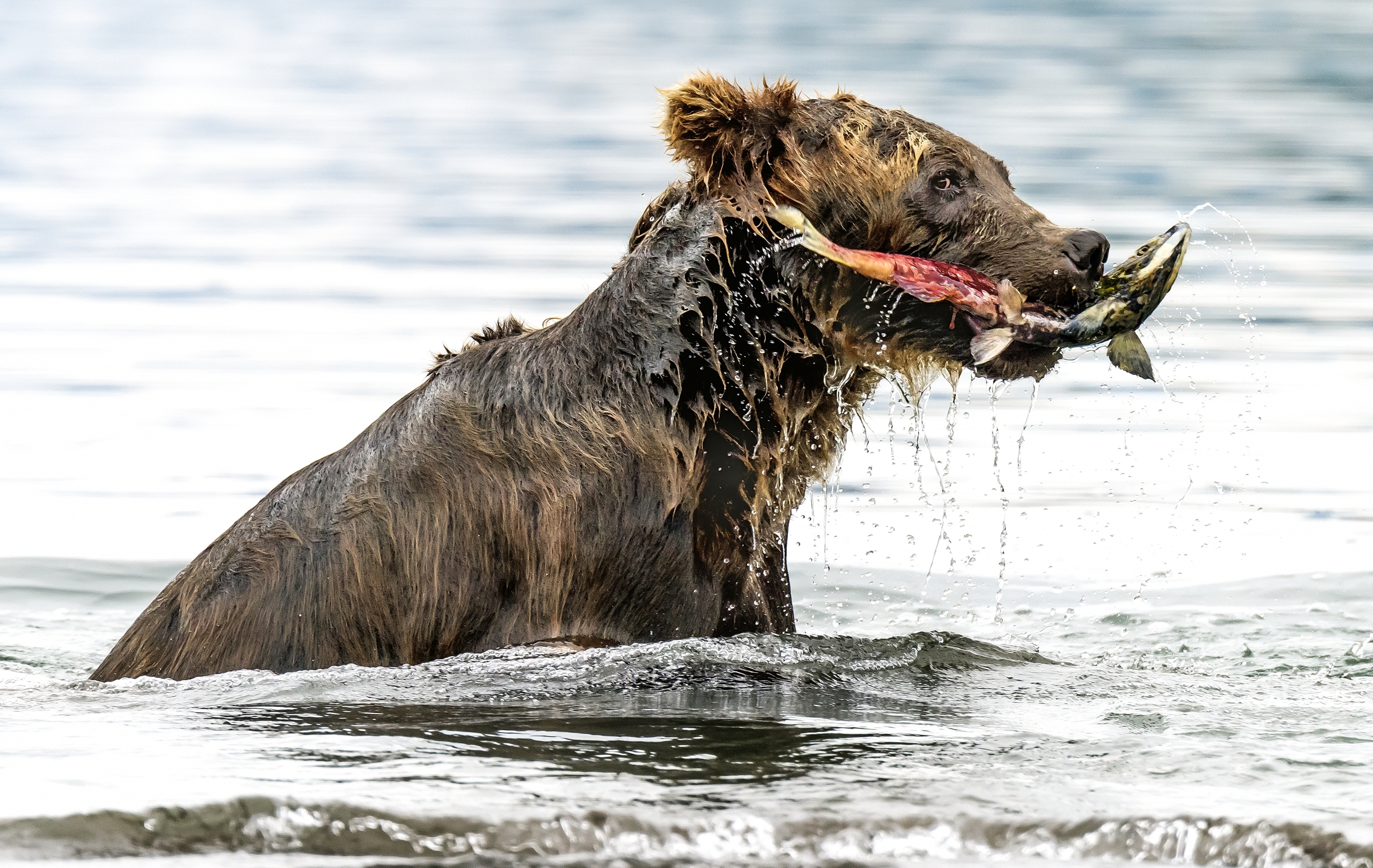 Kamchatka 2016 - Fishing