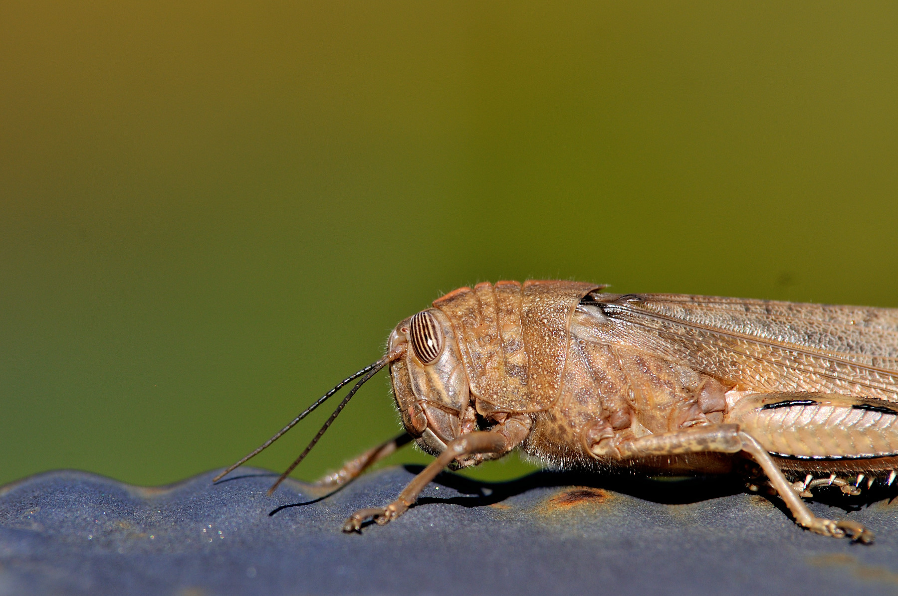 Locusta venuta da lontano, ma vista da vicino.