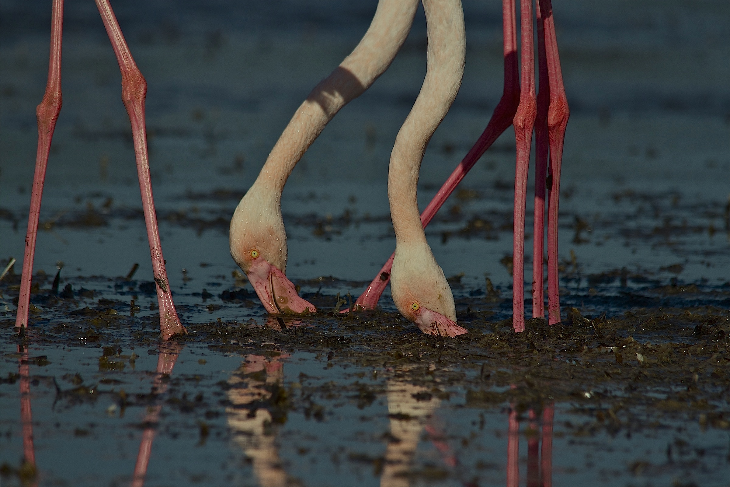 you have to do for a living