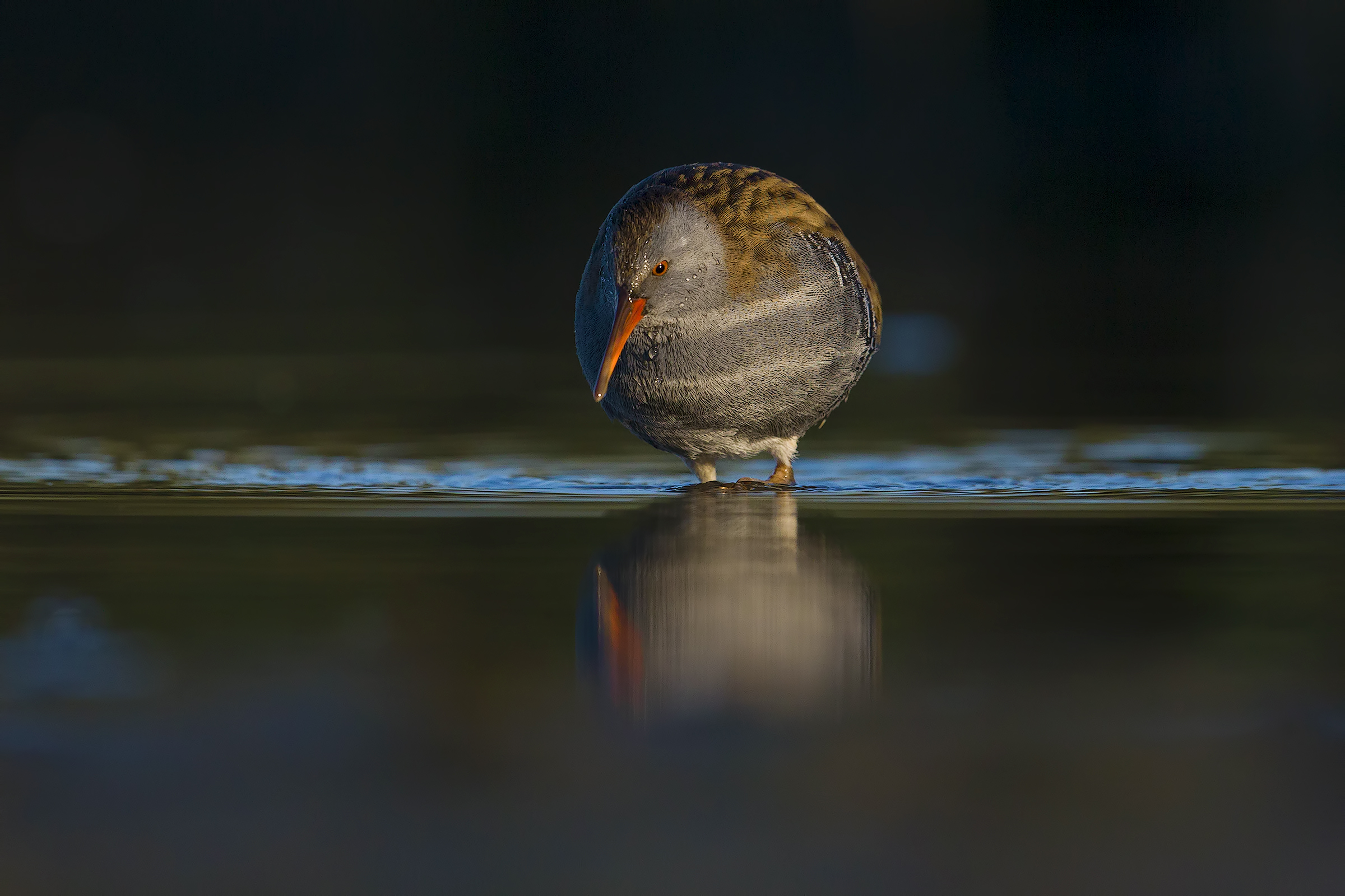 Porciglione ... night!