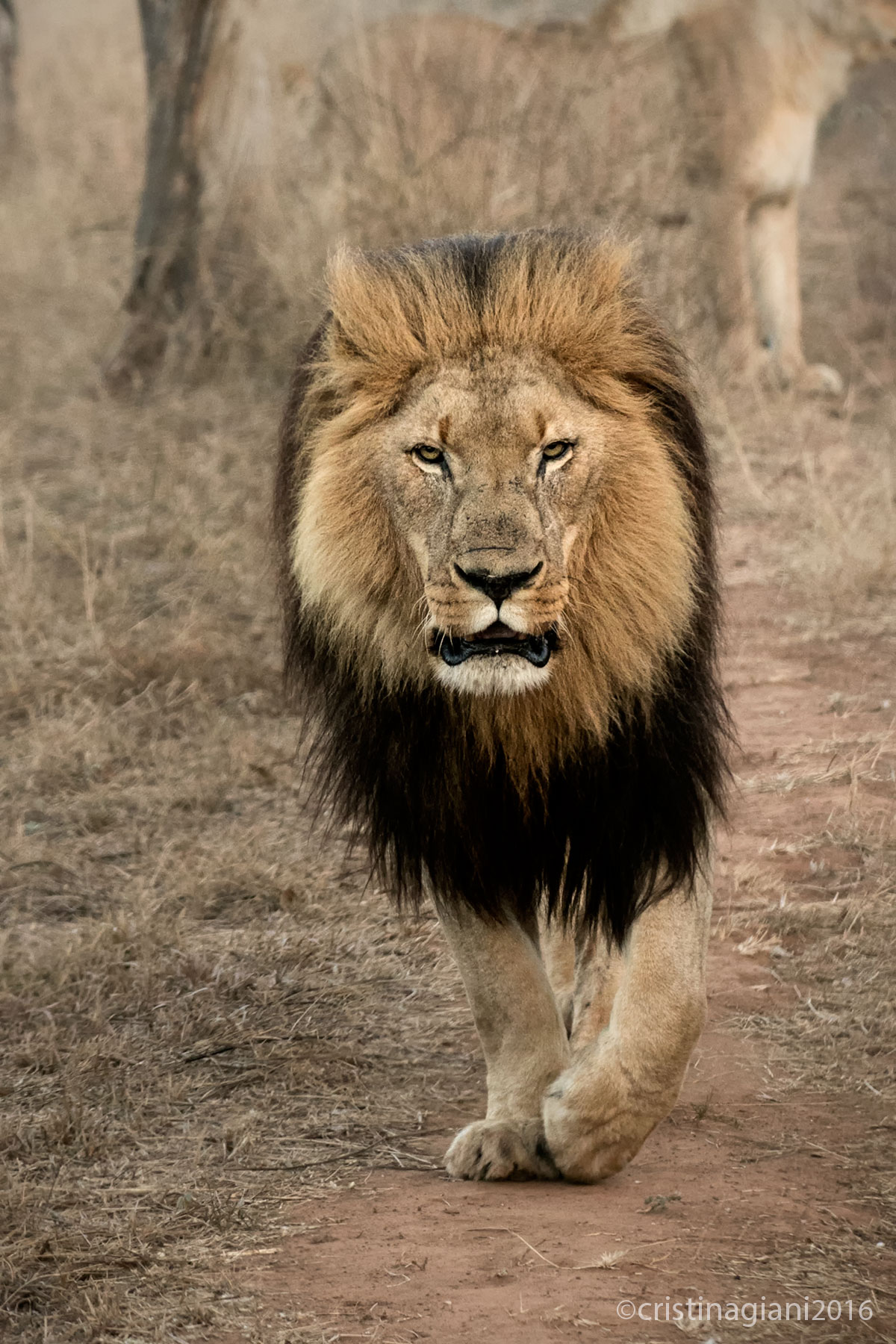 What are you doing in my territory?