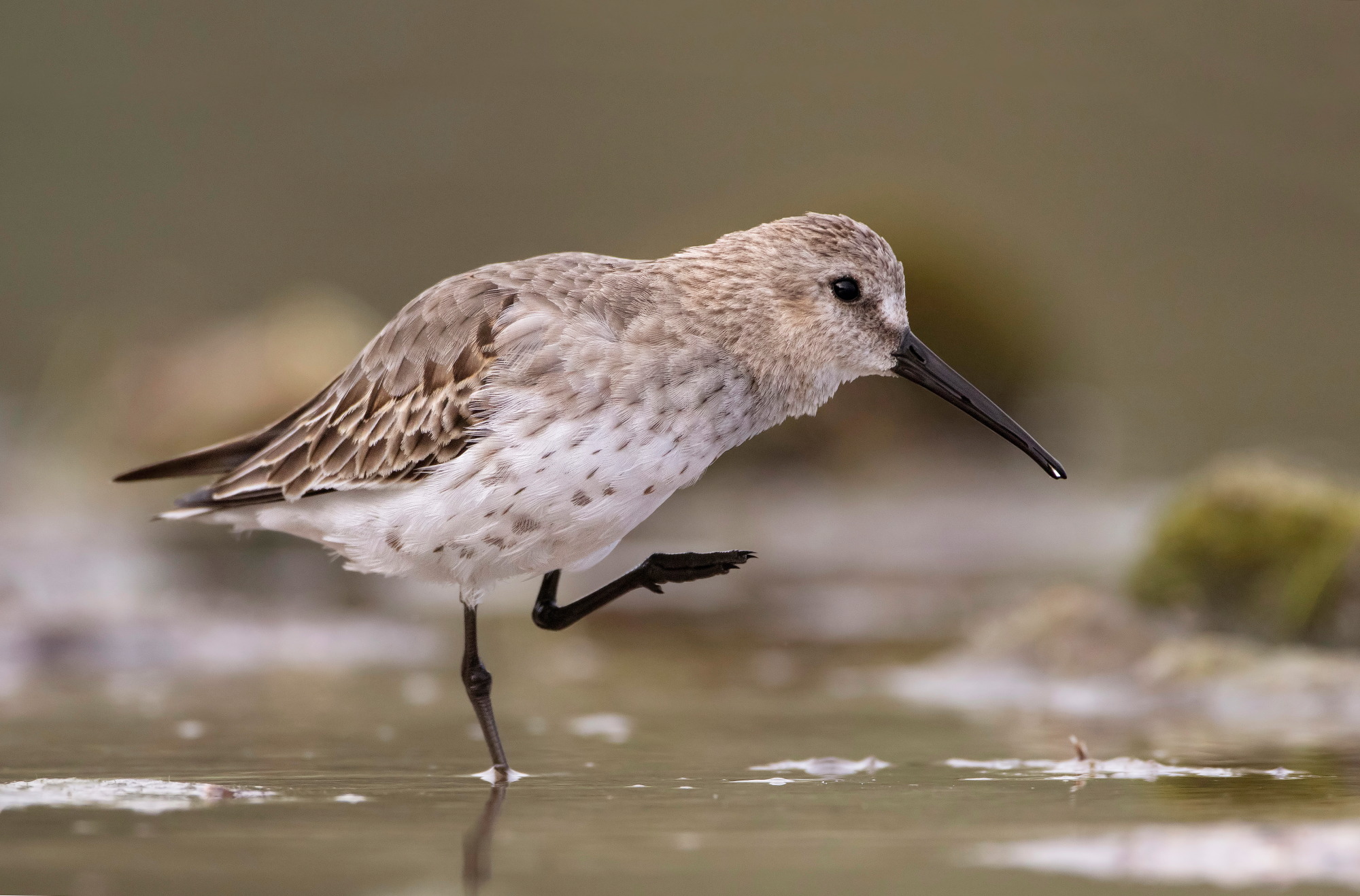 dunlin