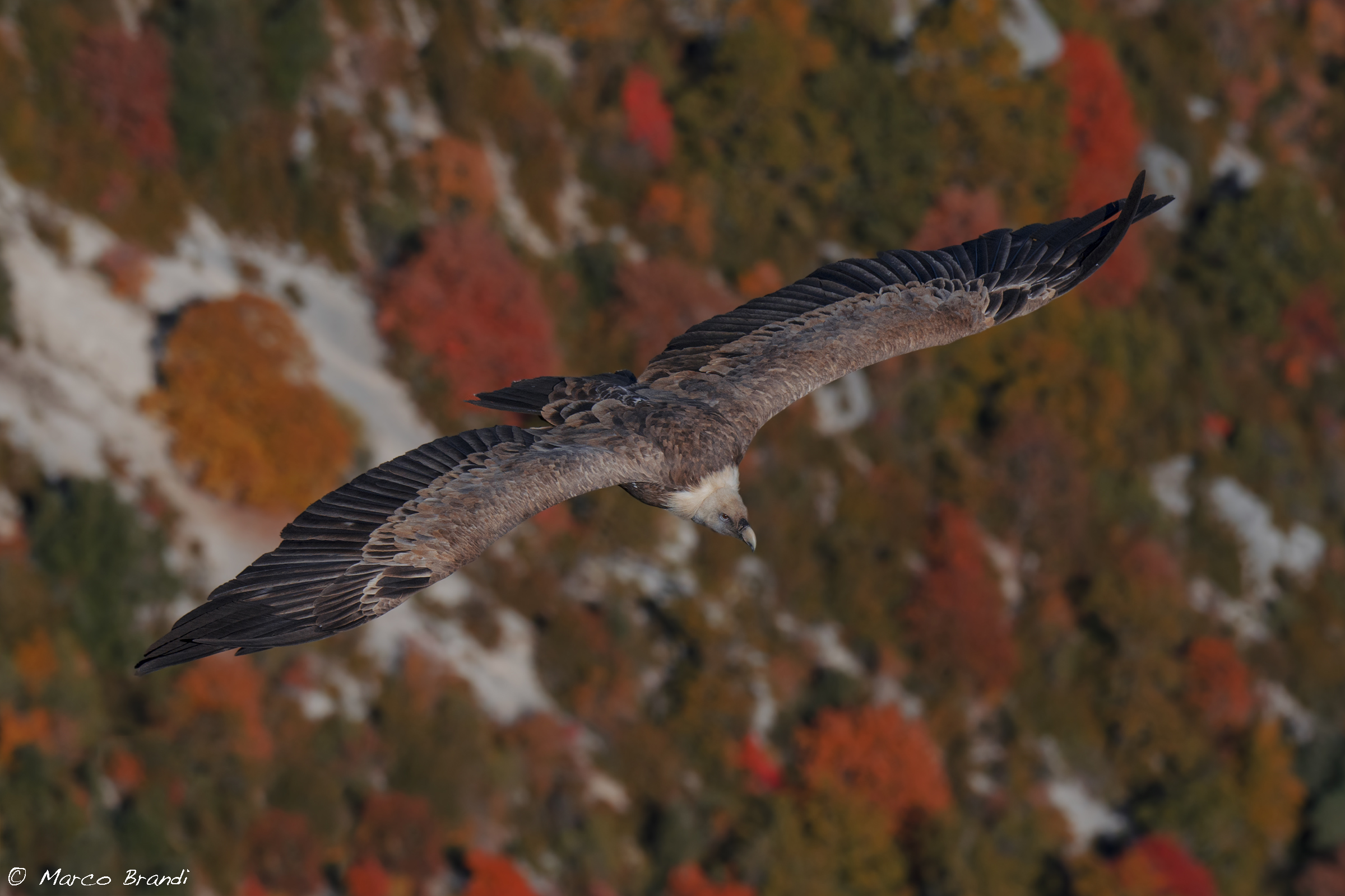 Grifone autunnale