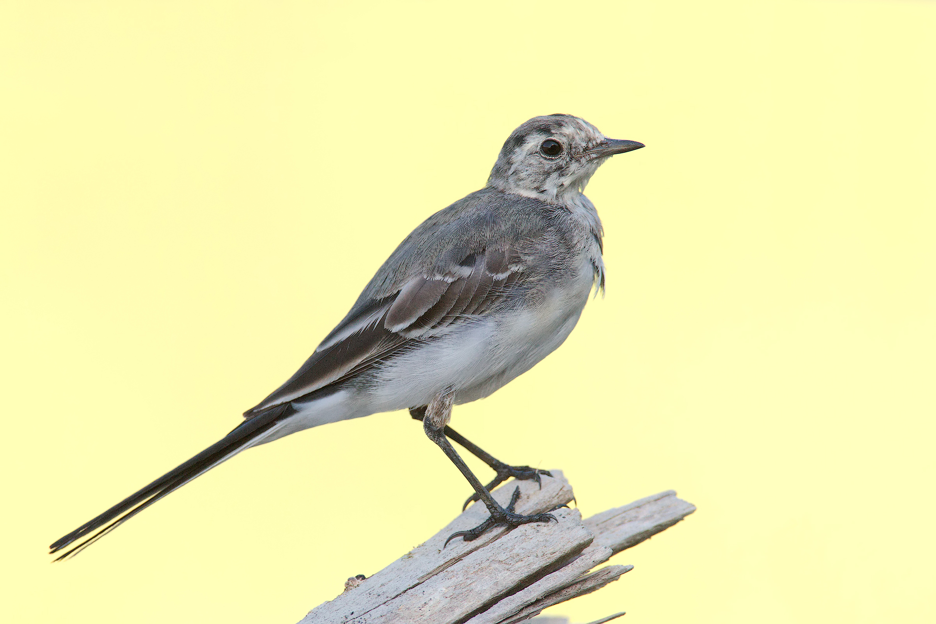 White Wagtail no crop
