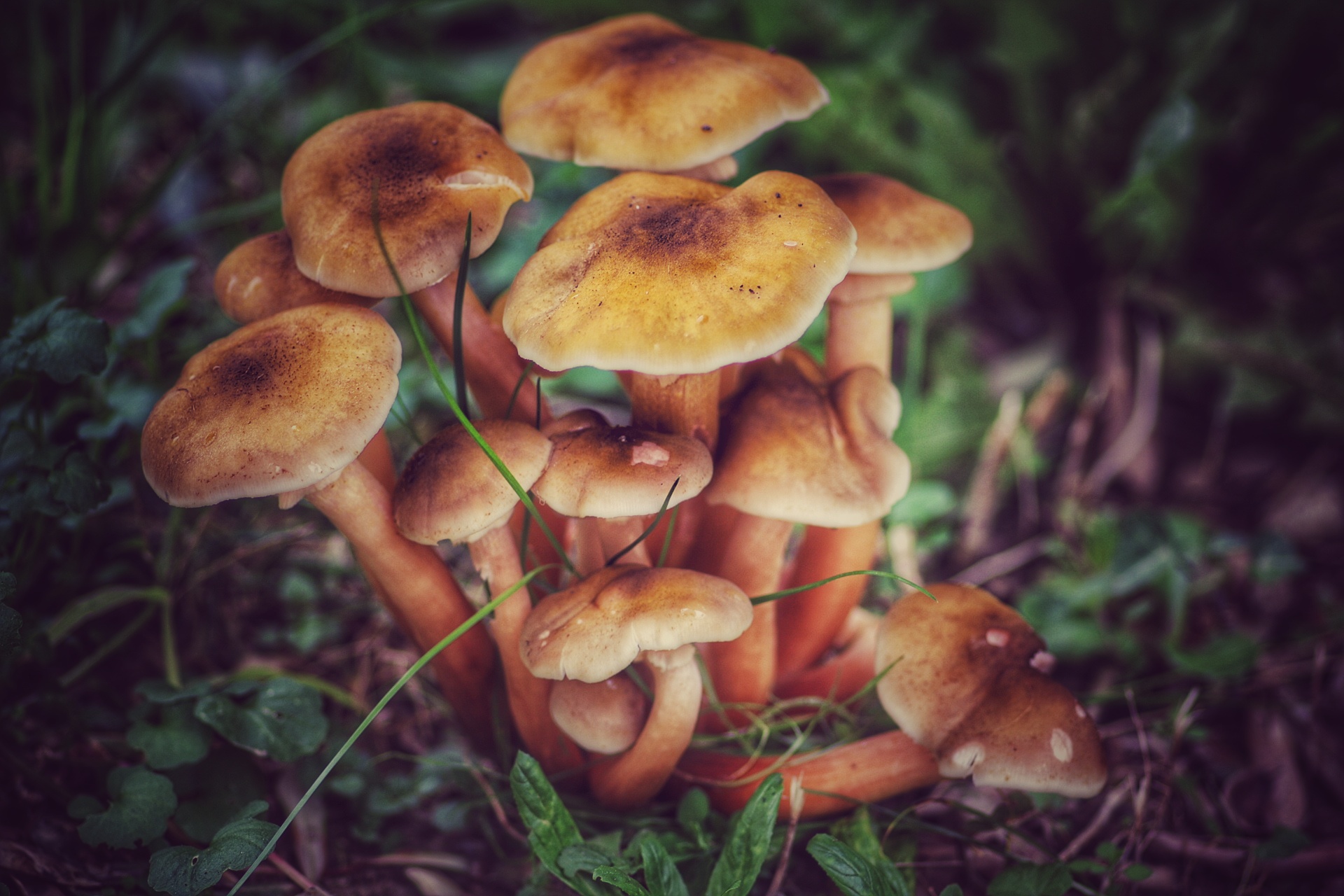 ..l'intruso in the garden ..