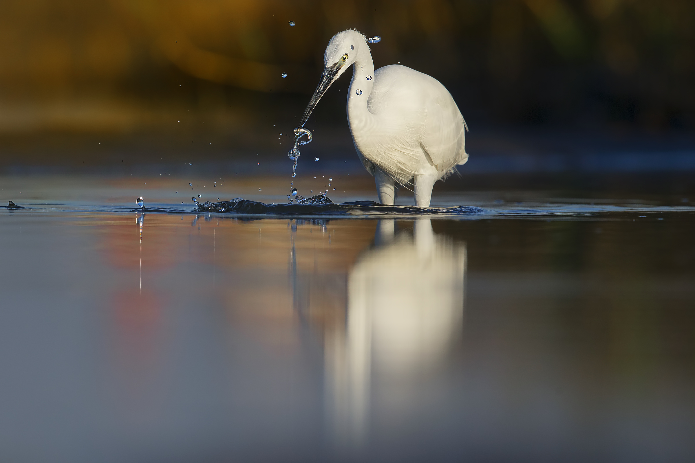 Egret .... fisherwoman!