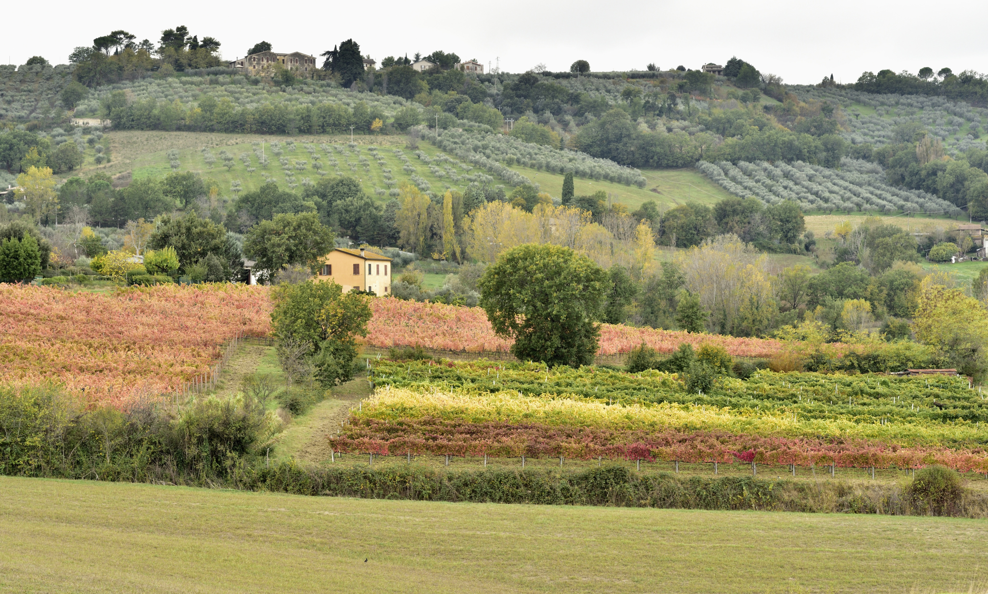 Colori d'autunno in Umbria (Bevagna)
