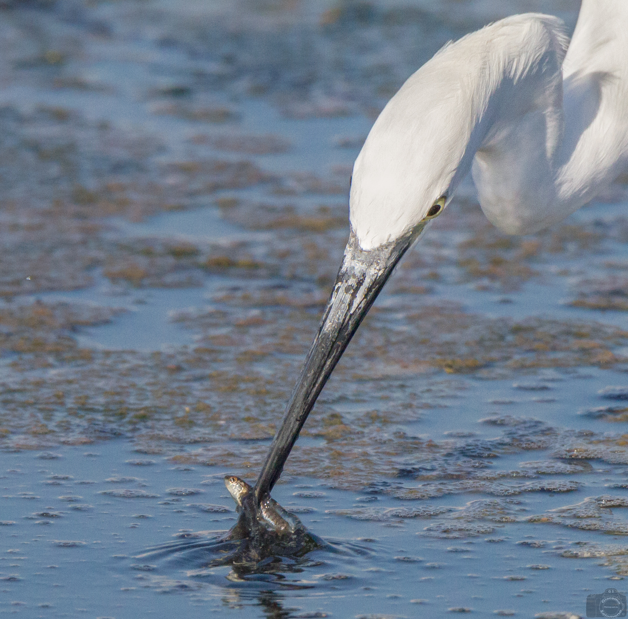 Another socket .. Egret fishing.