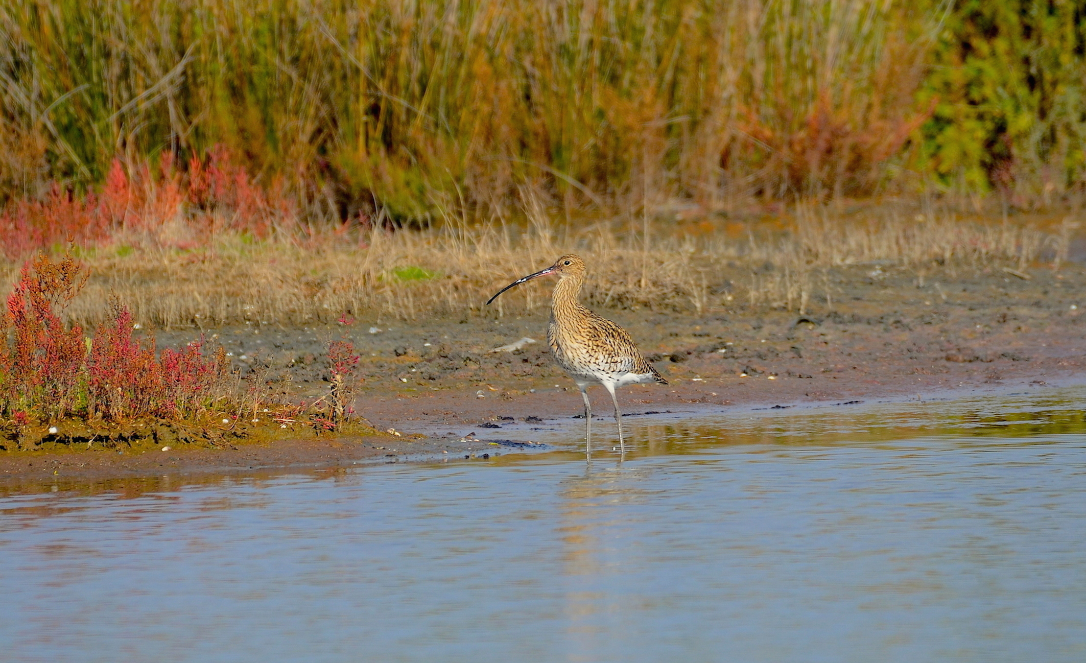 Curlew (Numenius arquata)