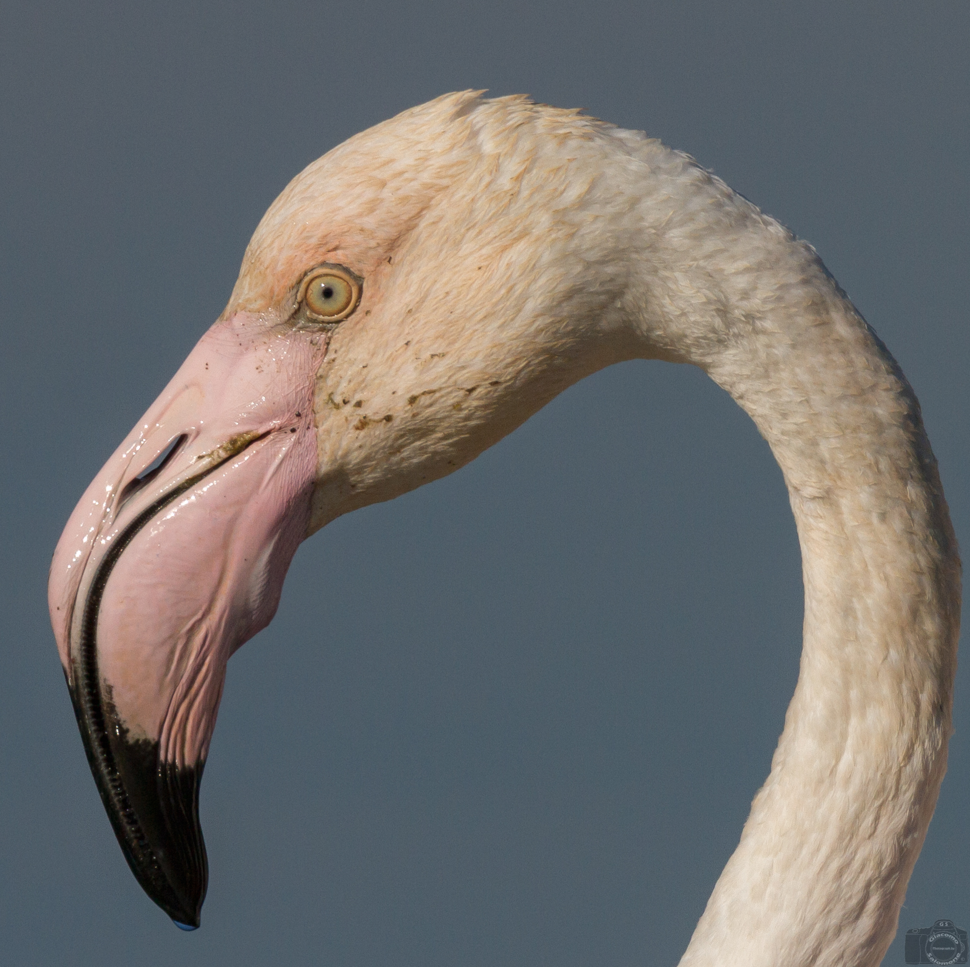 Portrait of flamingo