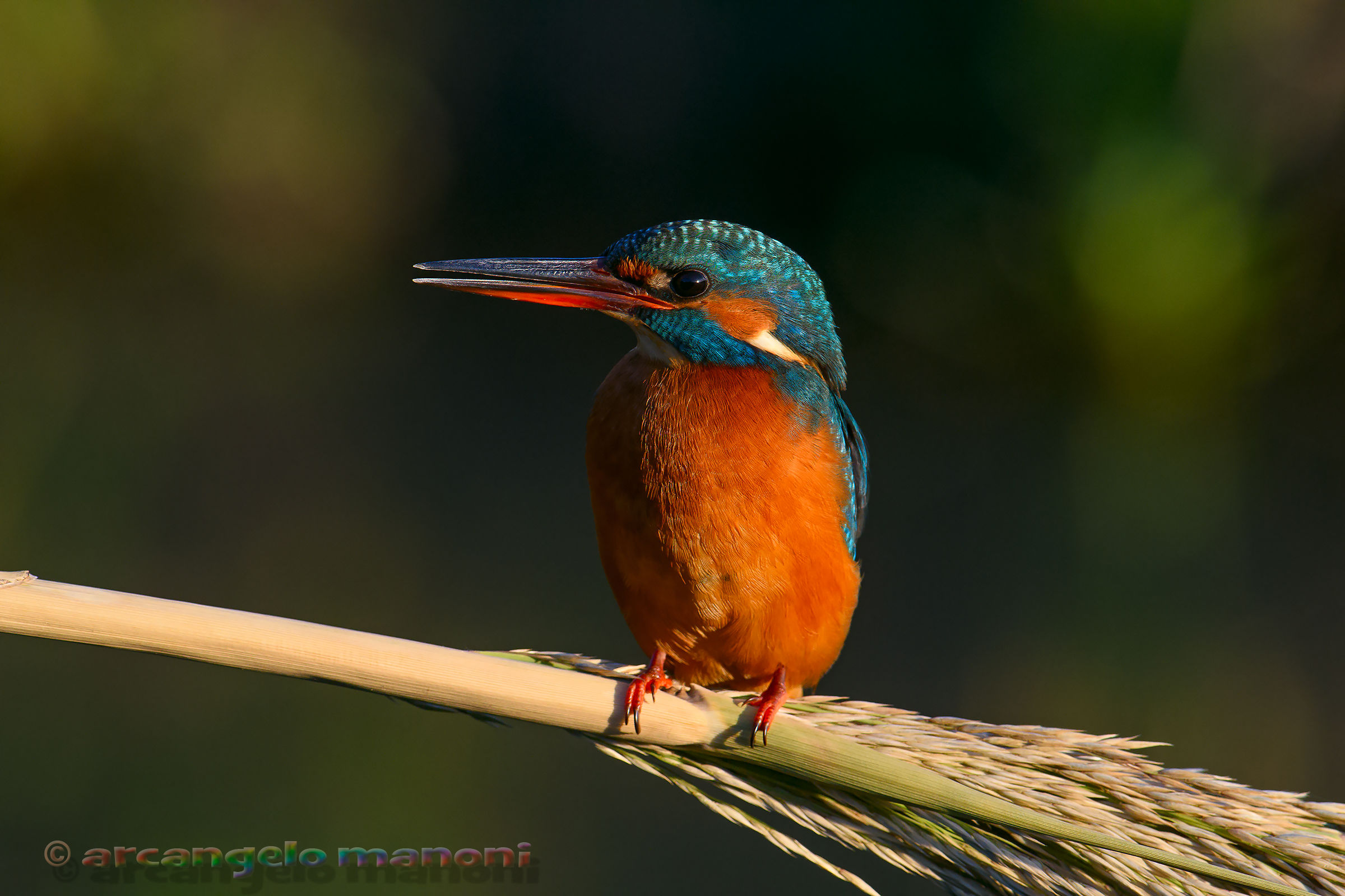 Una martina alle cinque della sera