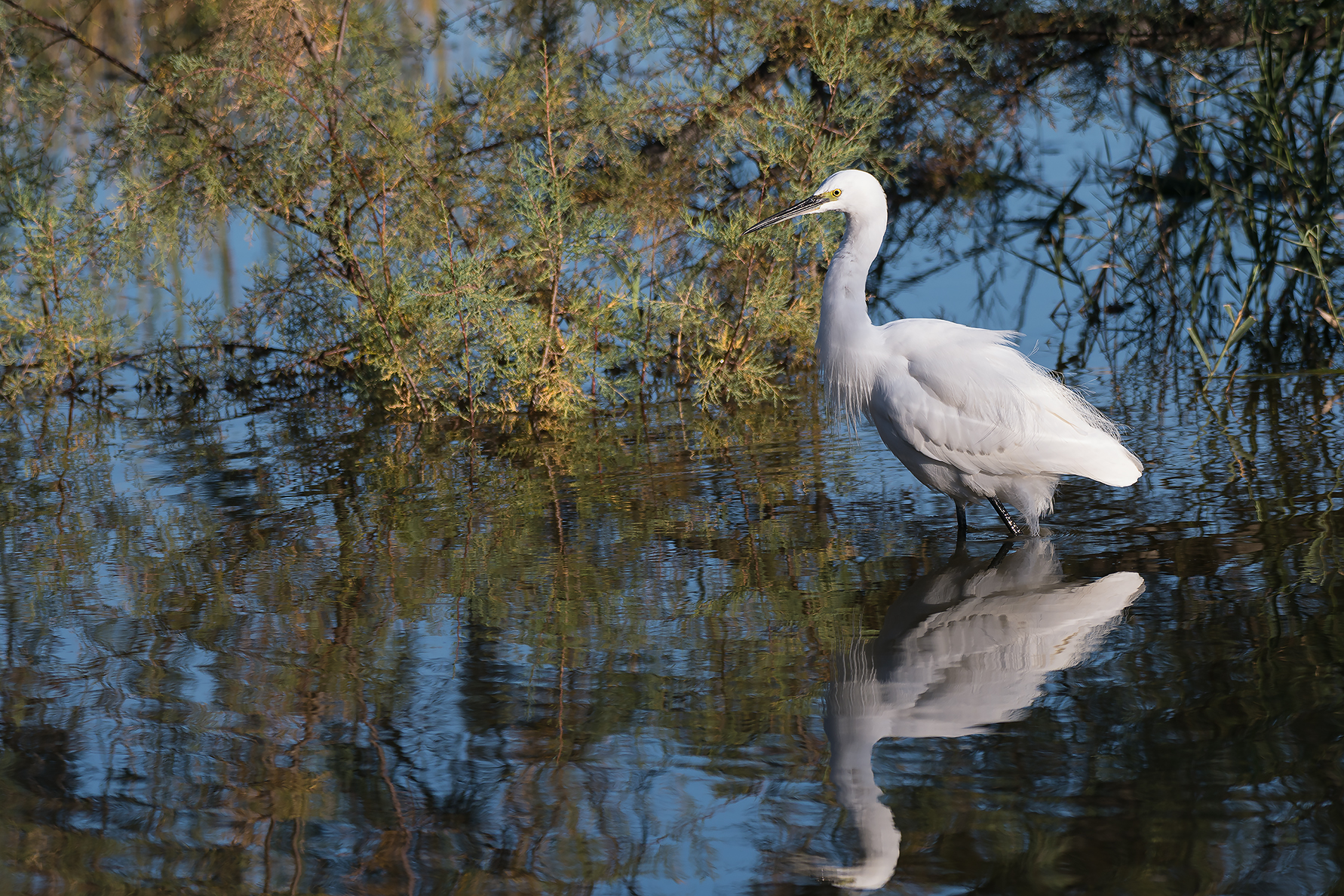 egret