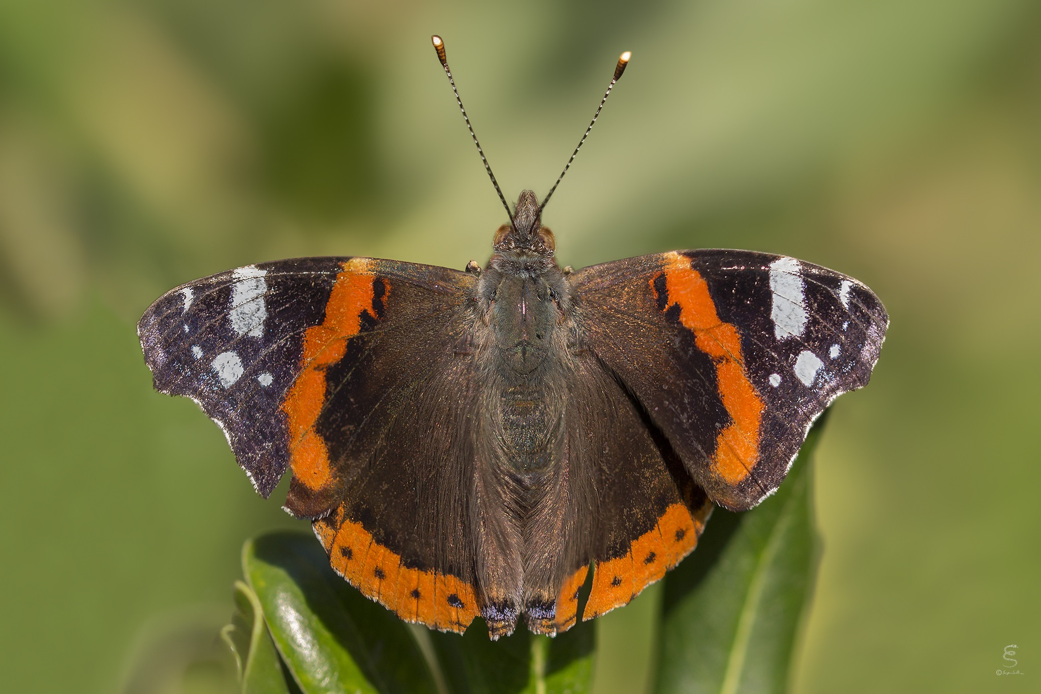 Vanessa atalanta