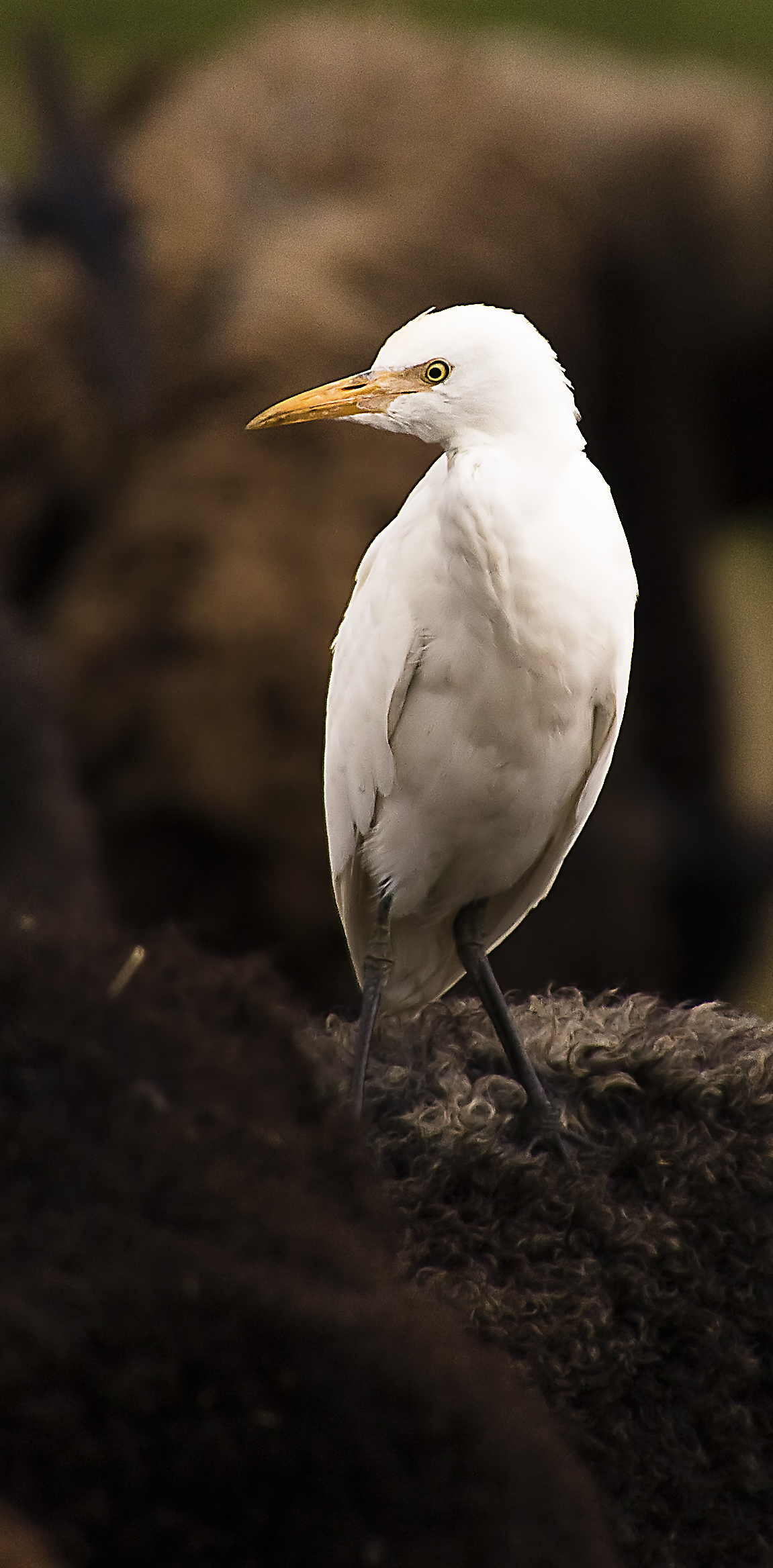 airone guardabuoi su dorso pecora