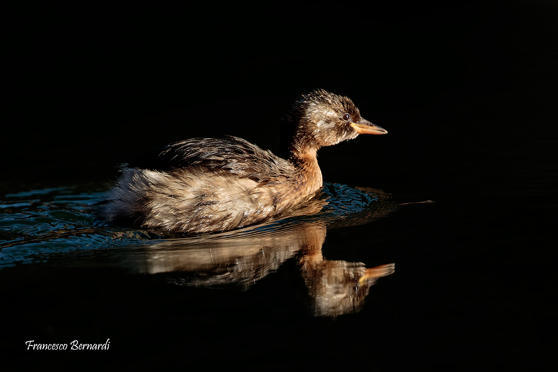 Little Grebe (Tachybaptus ruficollis)