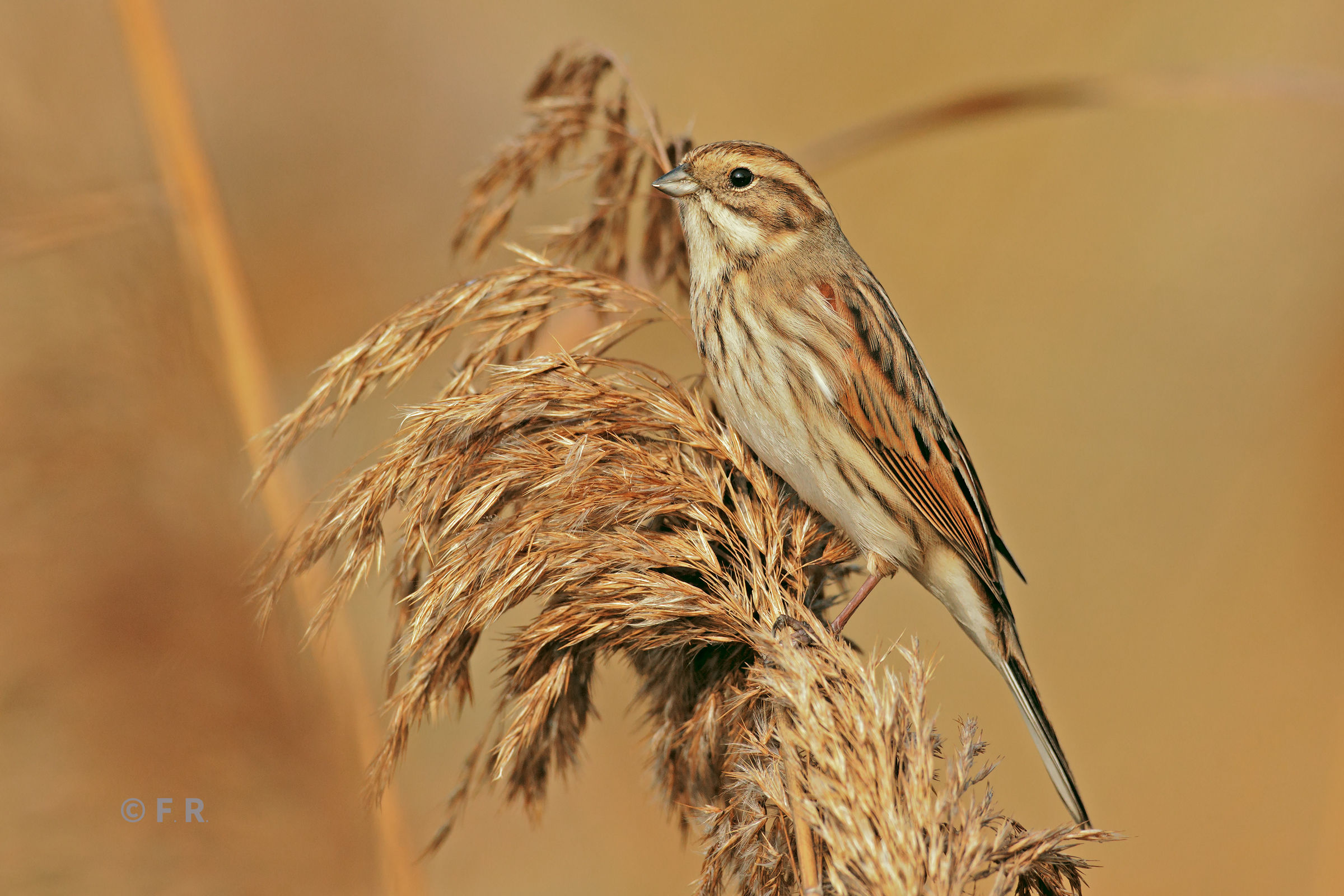 migliarino in tonato