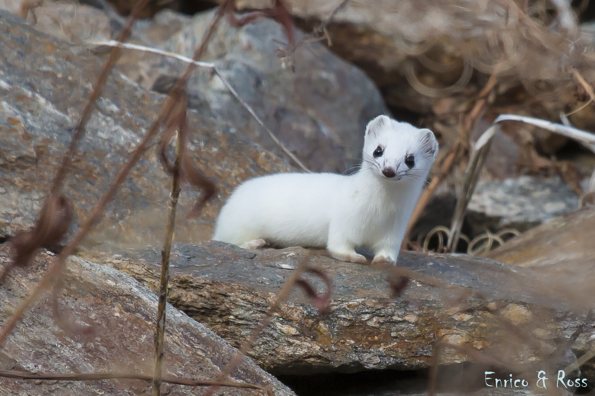 Ermine