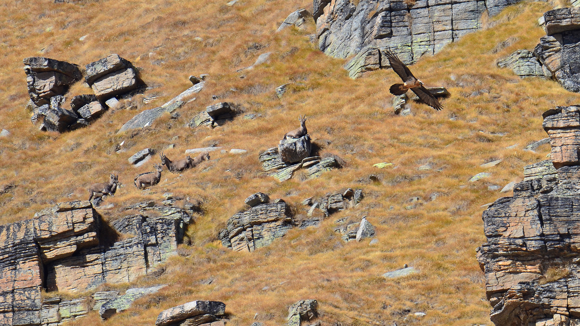 Ibex and bearded vulture