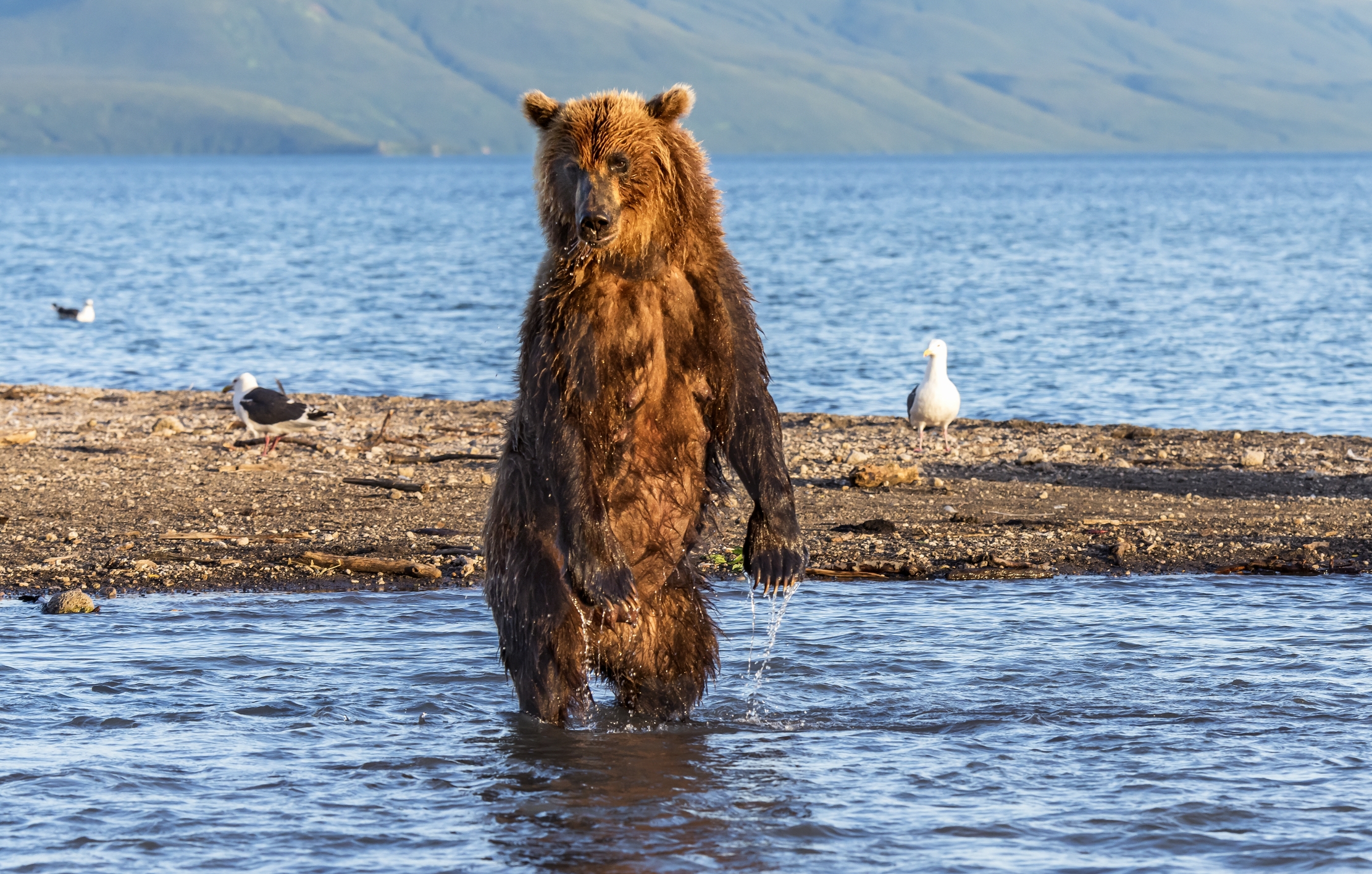 Kamchatka 2016 - Ricerca sul lago