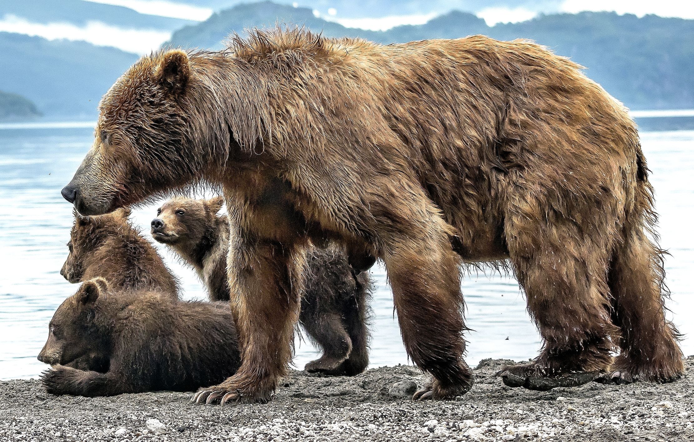 Kamchatka 2016 - Bears