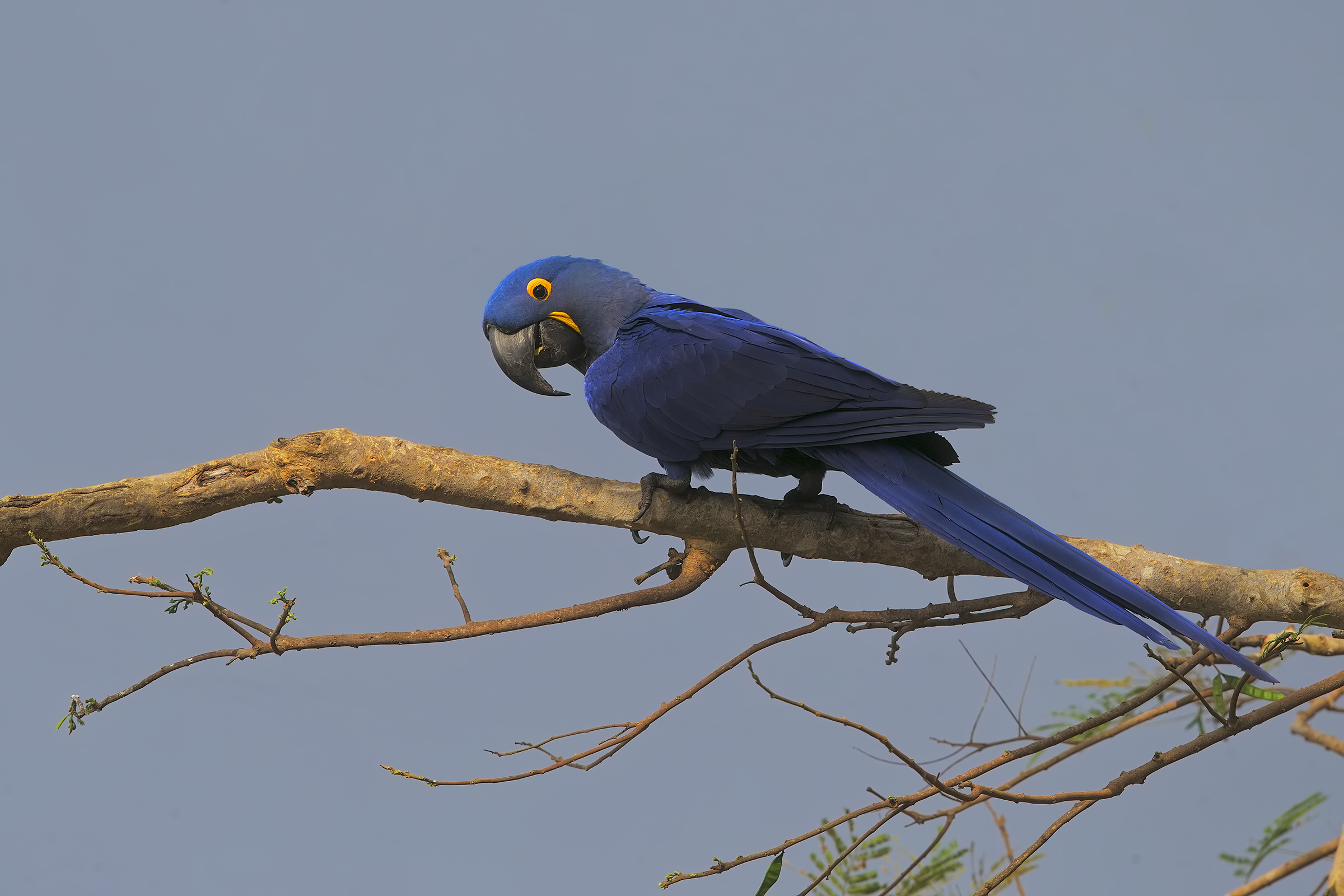 Welcome to the Pantanal