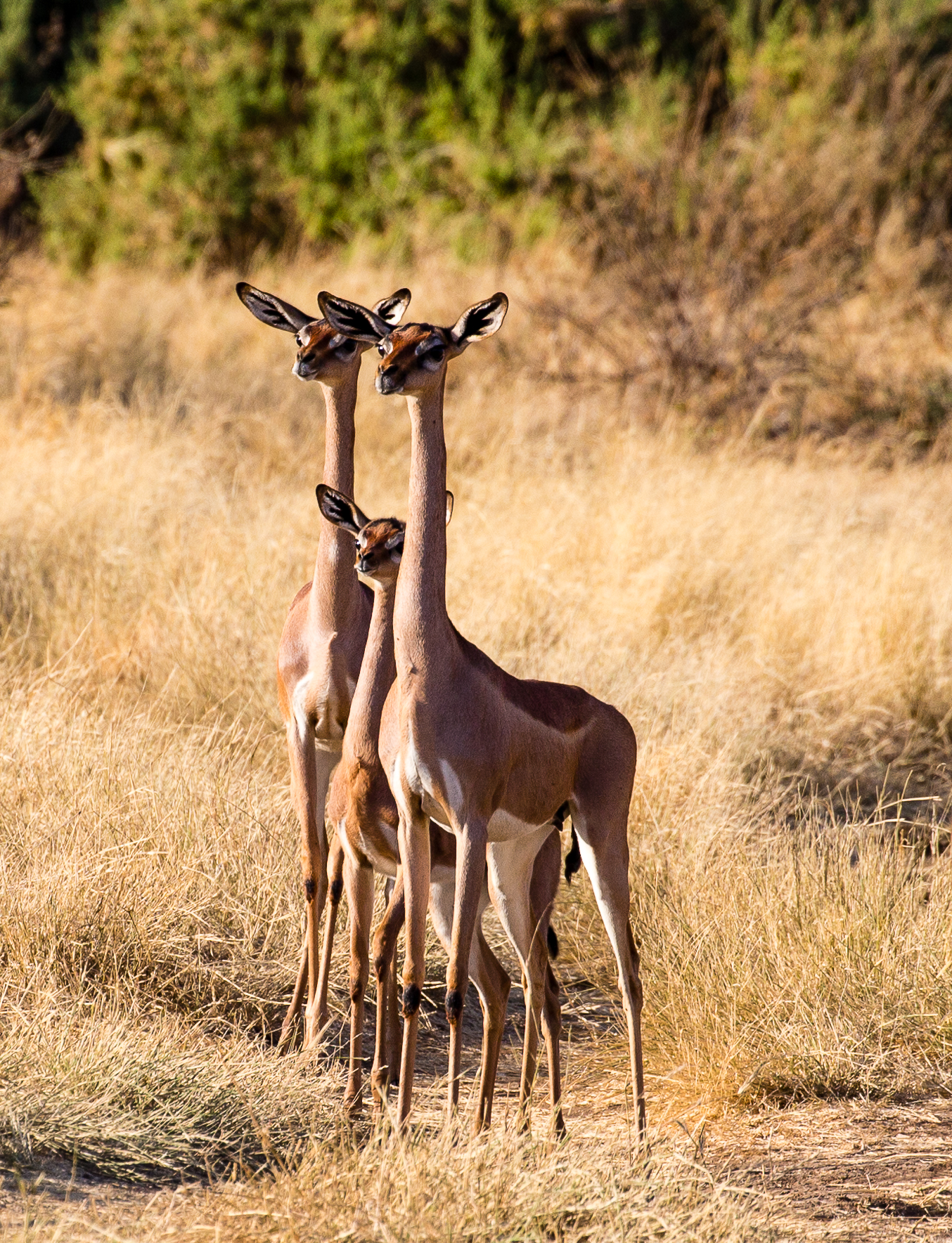 Gerenuk