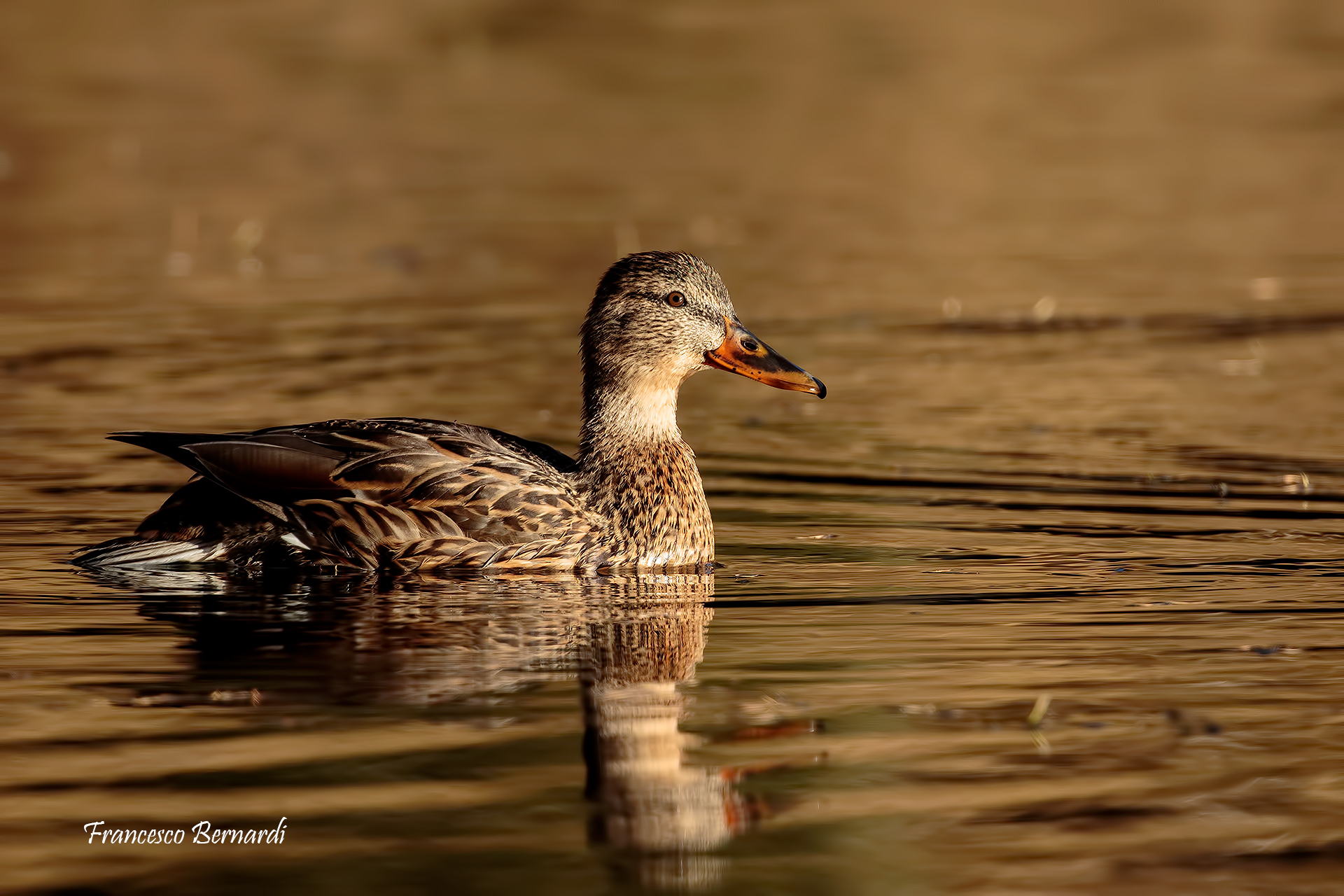 Germana Royal "Anas platyrhynchos"