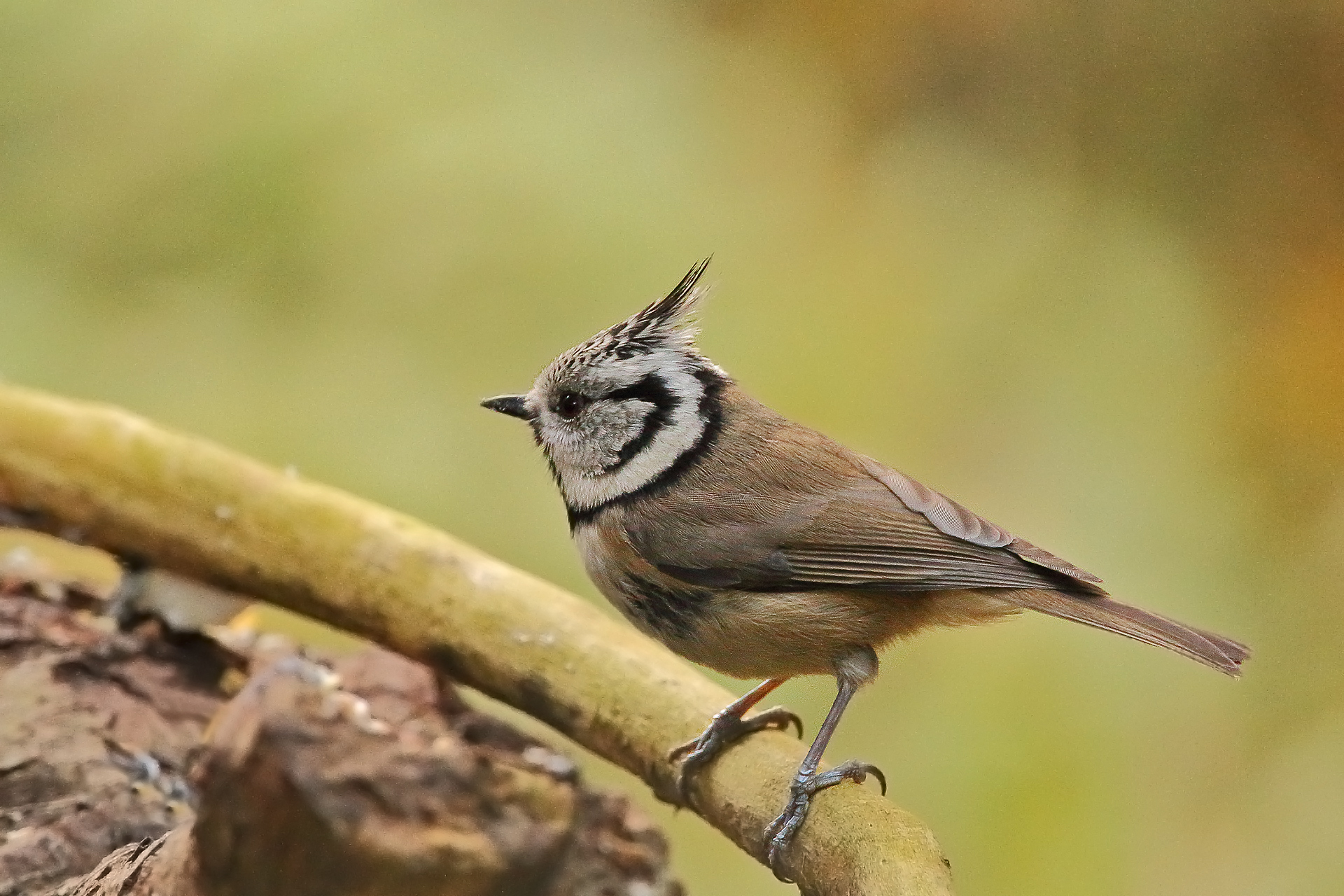 Crested Tit