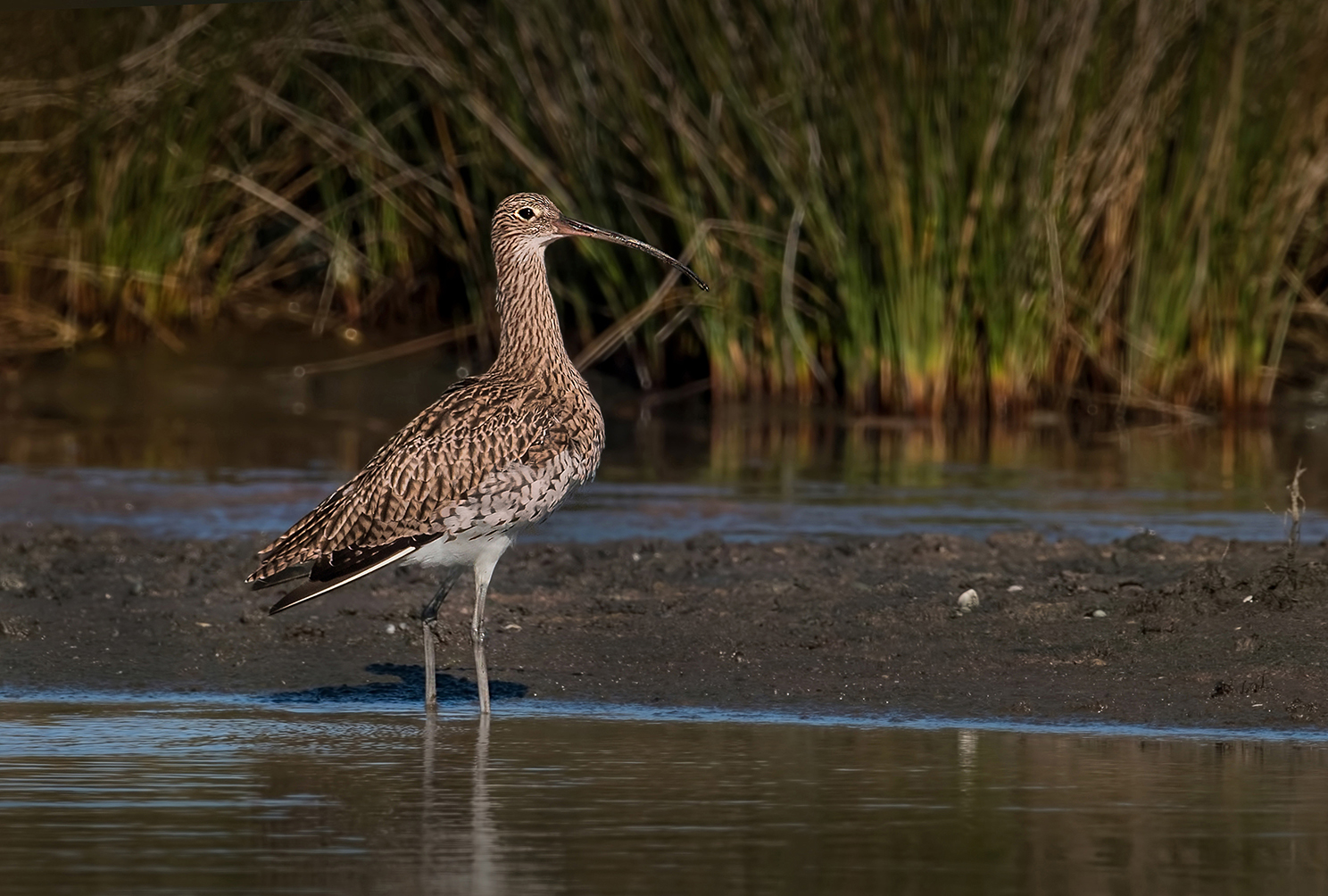 curlew
