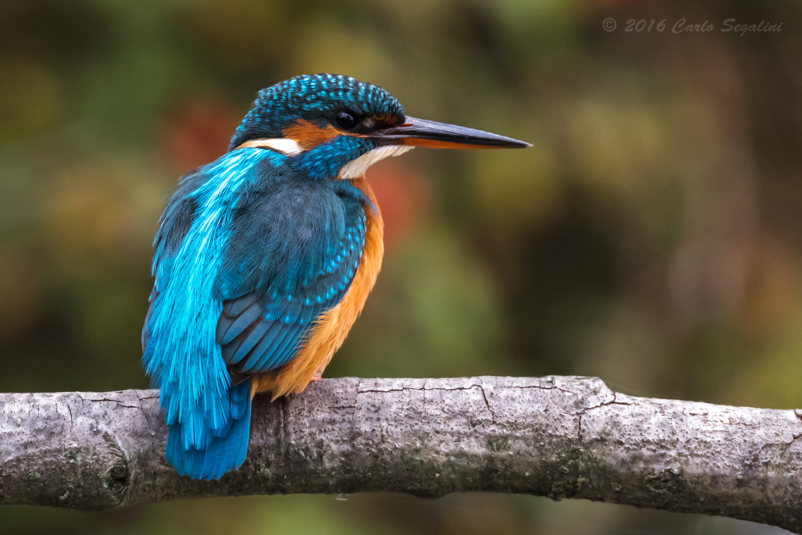 Martin Pescatore (alcedo atthis)