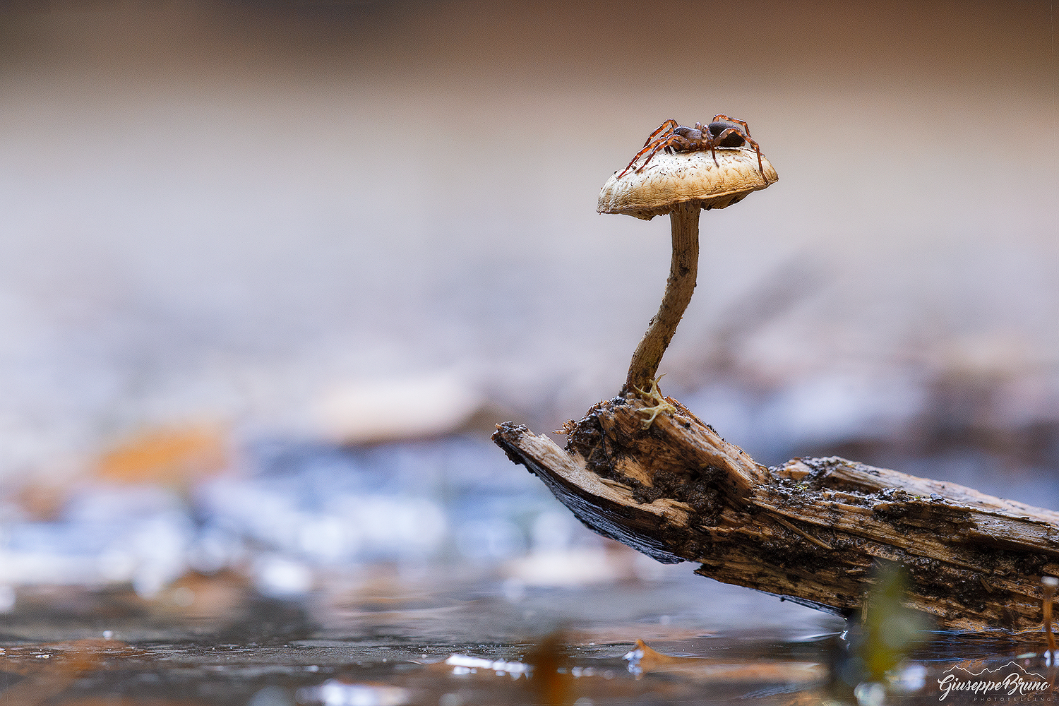 La sentinella del lago