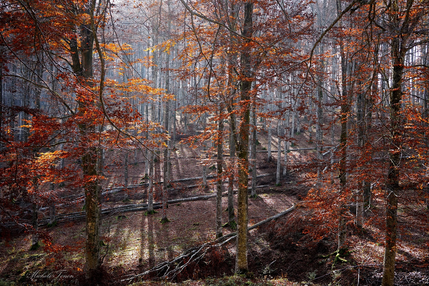 white light red leaves ..