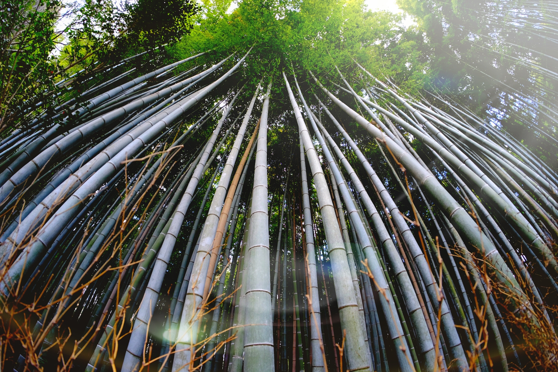 kyoto saga-arashiyama