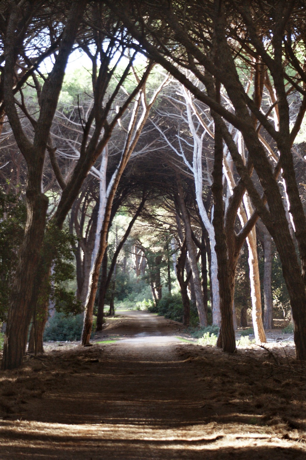 Feniglia incantata 3