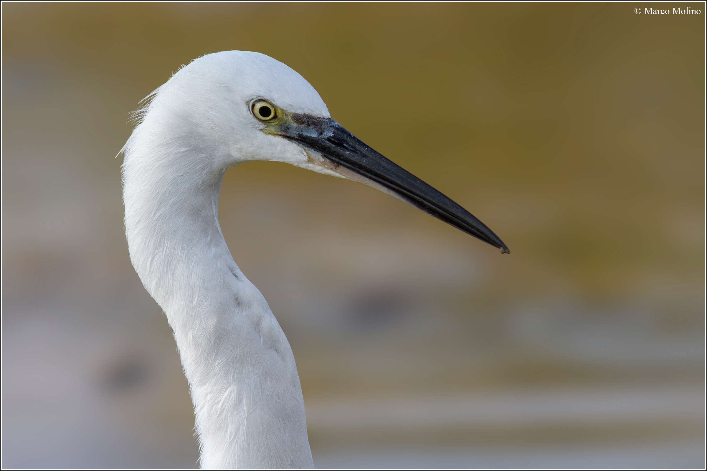 Egretta garzetta - Garzetta