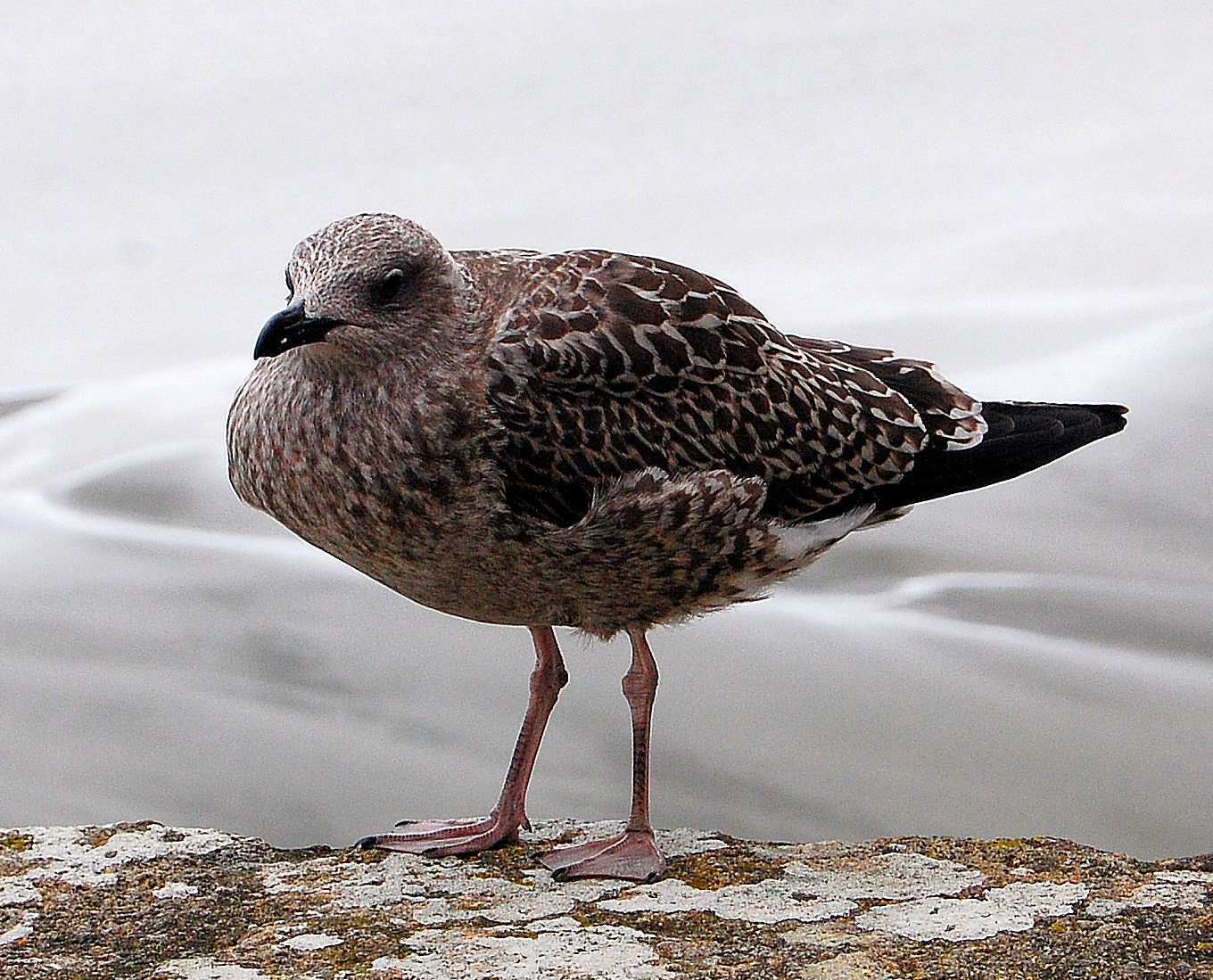 The Boss of Mont Saint Michel