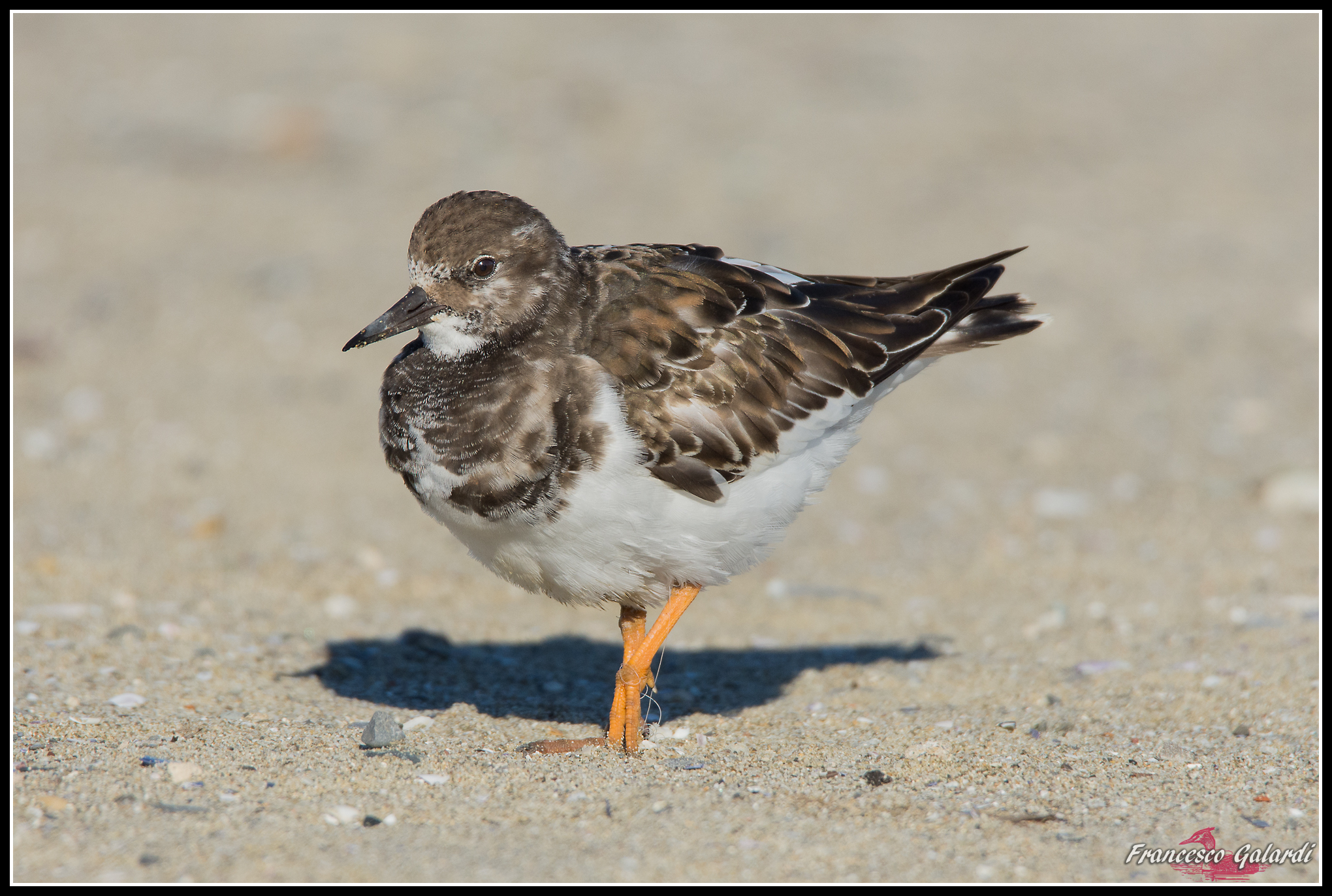 Voltapietre con zampe legate da una lenza