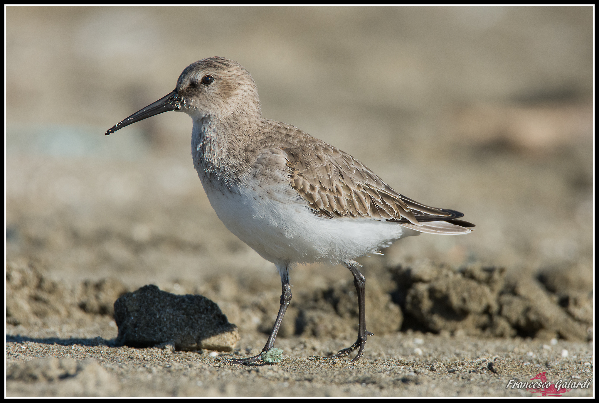 Piovanello pancianera