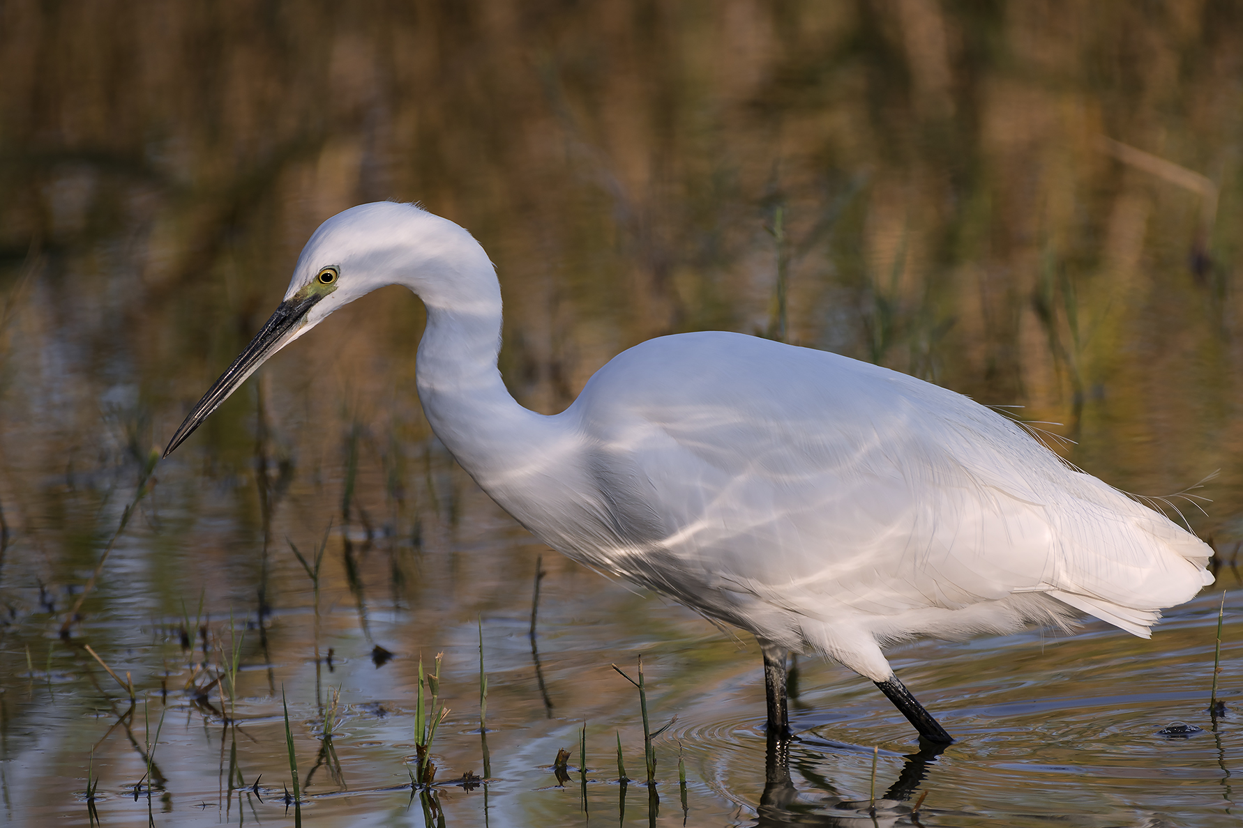 egret