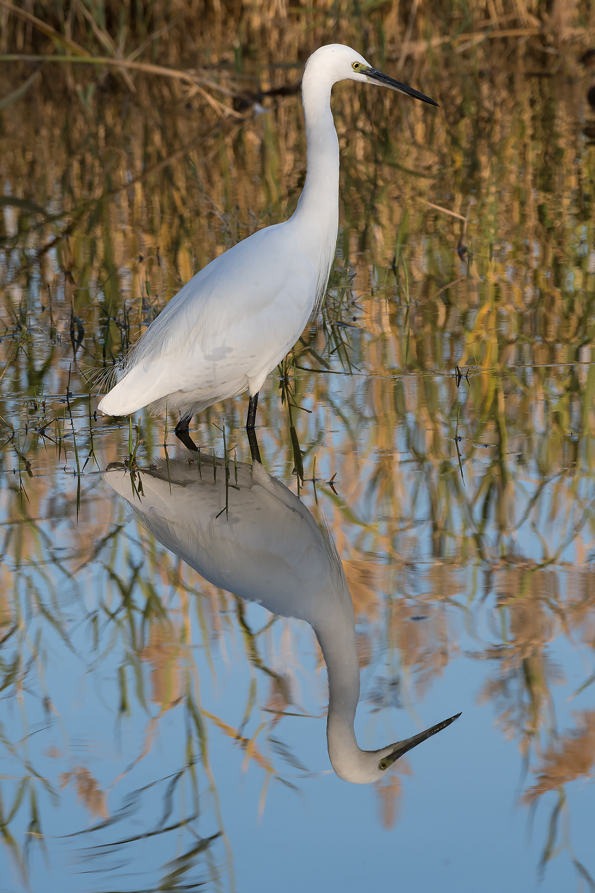 egret
