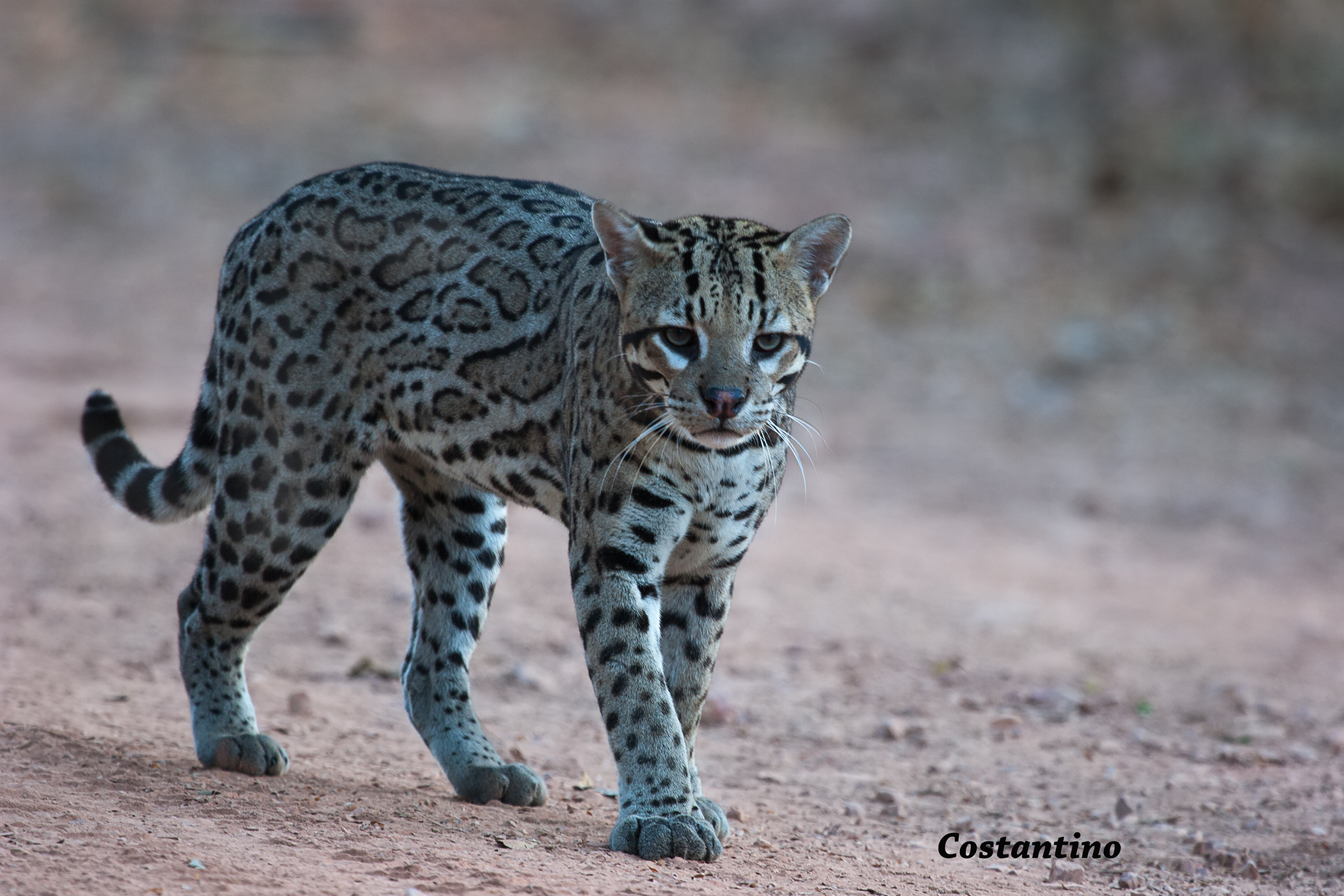 Ozelot (Felis pardalis)