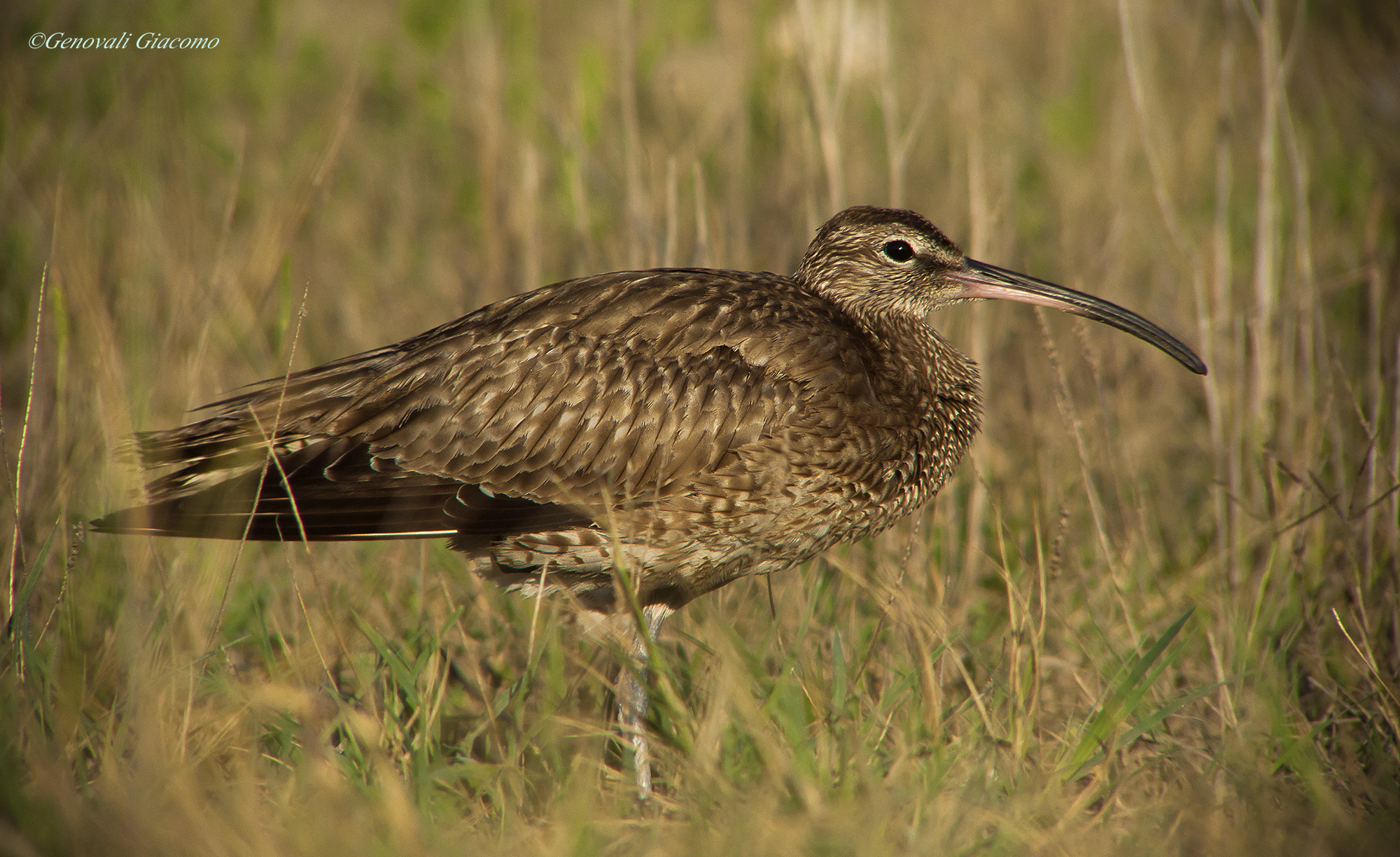 chiurlo a tutto zoom